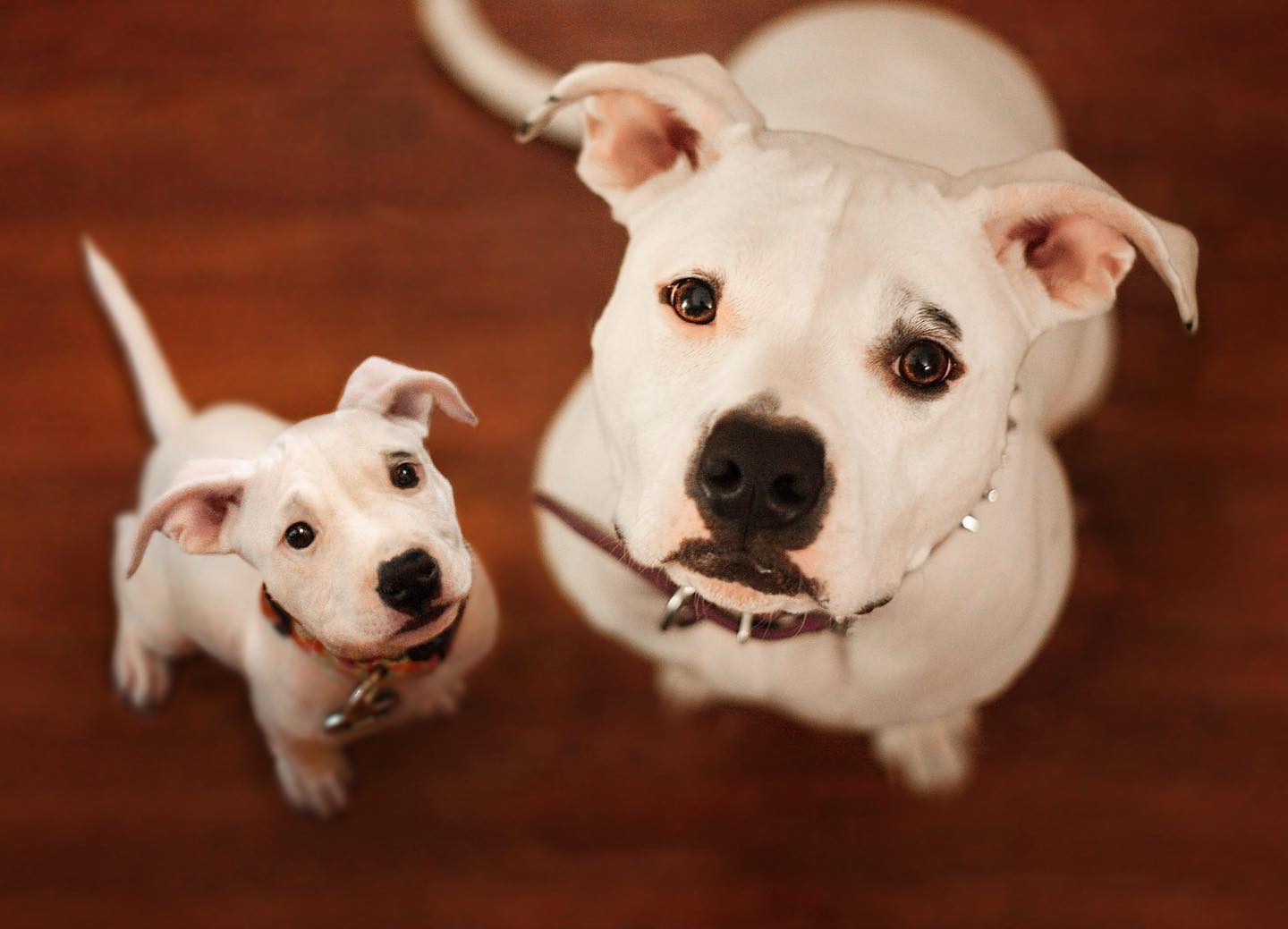 69 photos montrant la comparaison de la croissance des chiens en tant que chiots et en tant qu’adultes dans ces photos combinées que j’ai faites.
