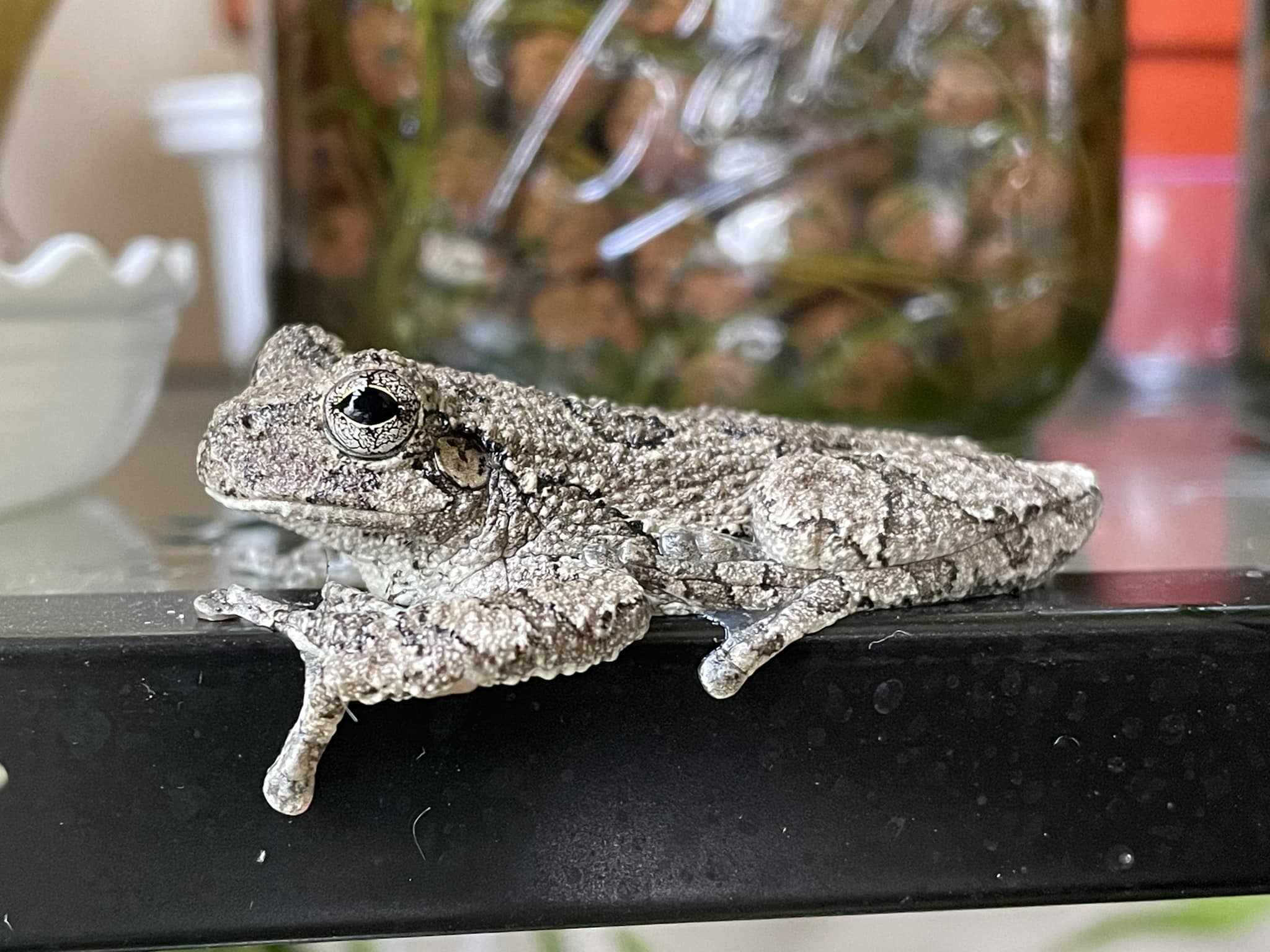 Voici froakie, la rainette grise qui a vécu dans ma maison cet hiver après s’être cachée jusqu’à ce qu’il fasse bien plus froid dans mon étagère à plantes.