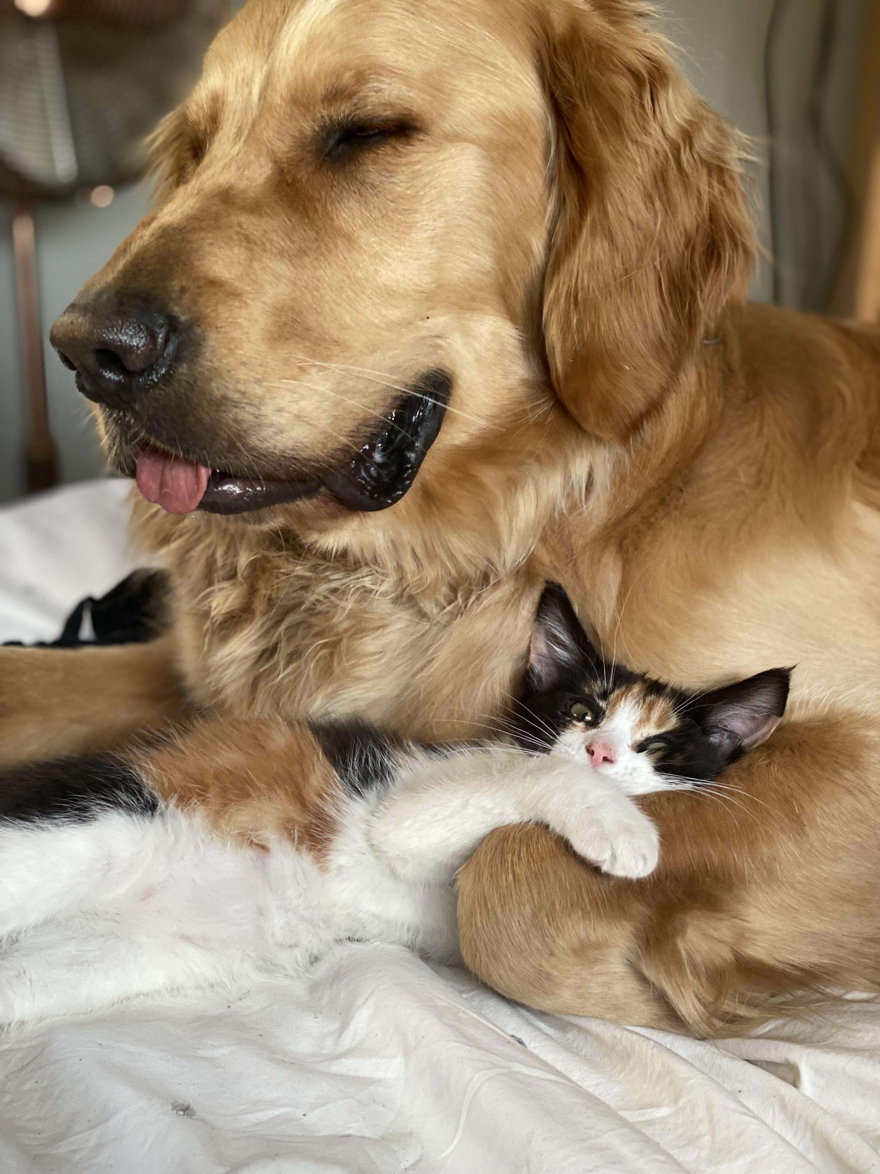 tu as sauvé un nouveau chaton... pupper approuve...