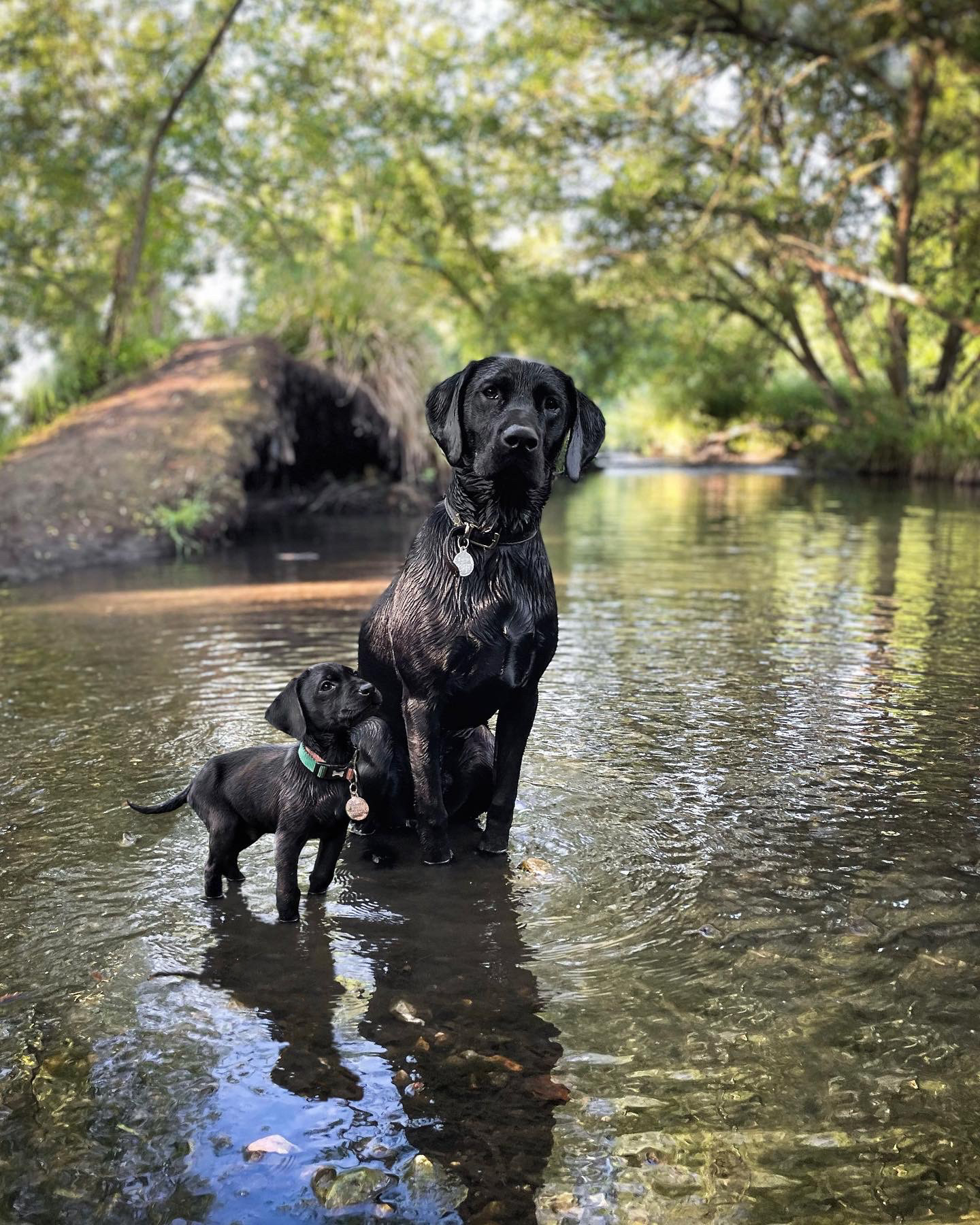 69 photos montrant la comparaison de la croissance des chiens en tant que chiots et en tant qu’adultes dans ces photos combinées que j’ai faites.