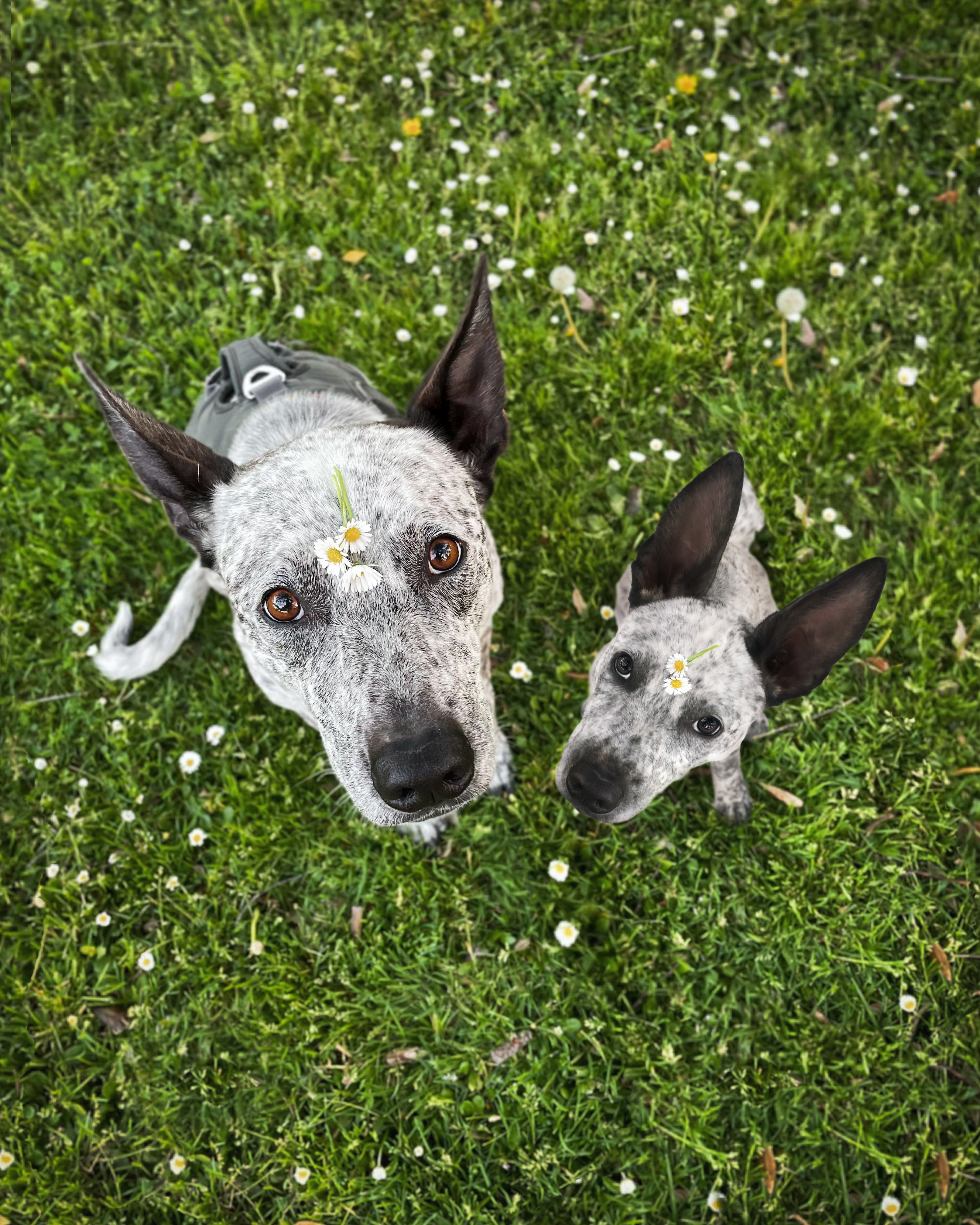 69 photos montrant la comparaison de la croissance des chiens en tant que chiots et en tant qu'adultes dans ces photos combinées que j'ai faites.