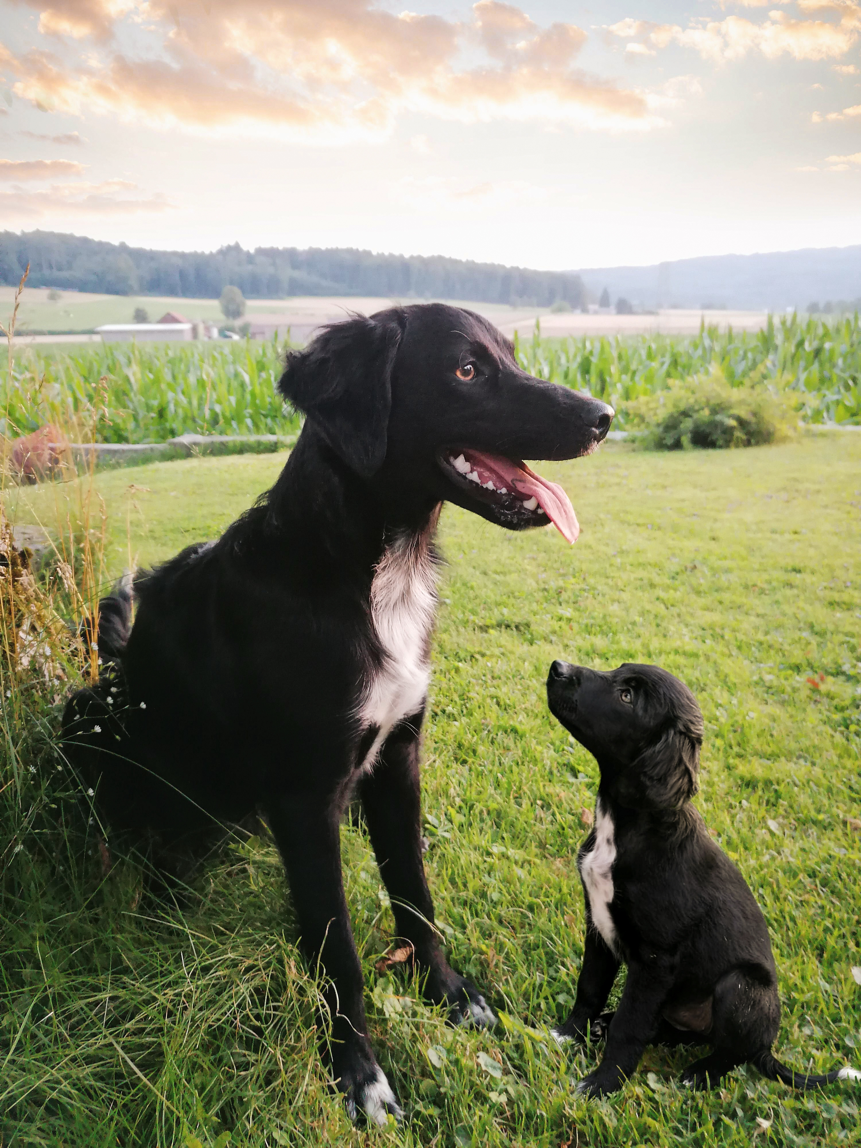 69 photos montrant la comparaison de la croissance des chiens en tant que chiots et en tant qu'adultes dans ces photos combinées que j'ai faites.