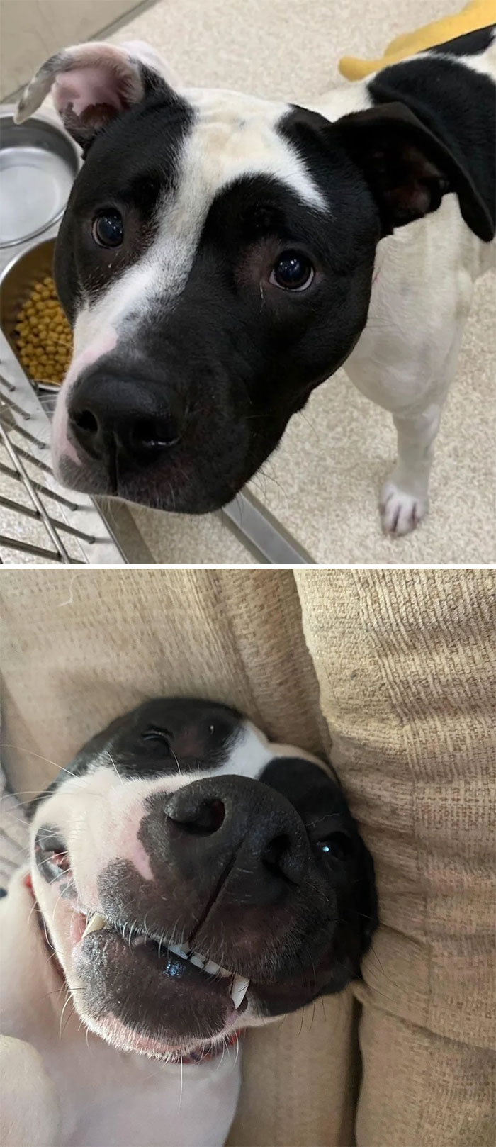 meeko avant et après l’adoption