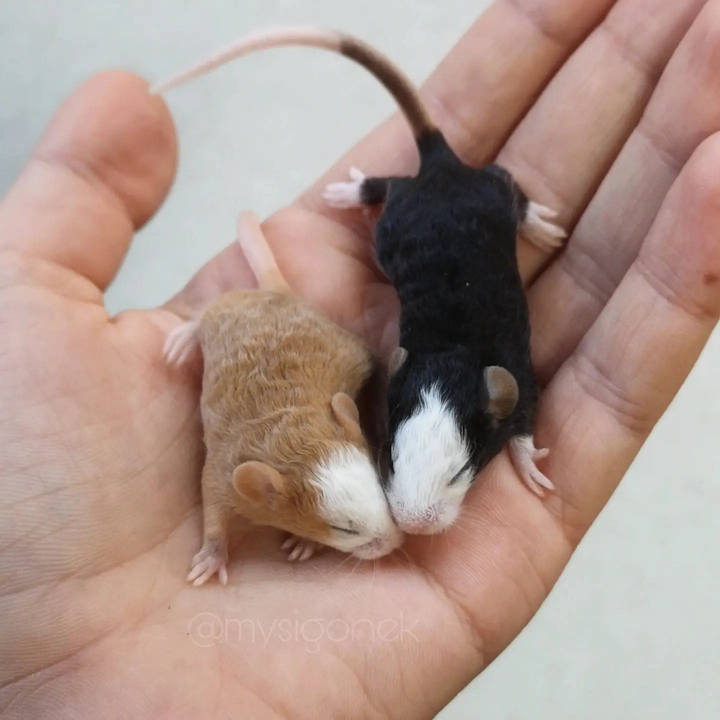 L’éleveur de souris polonaises partage 40 photos de ses souris fantaisistes