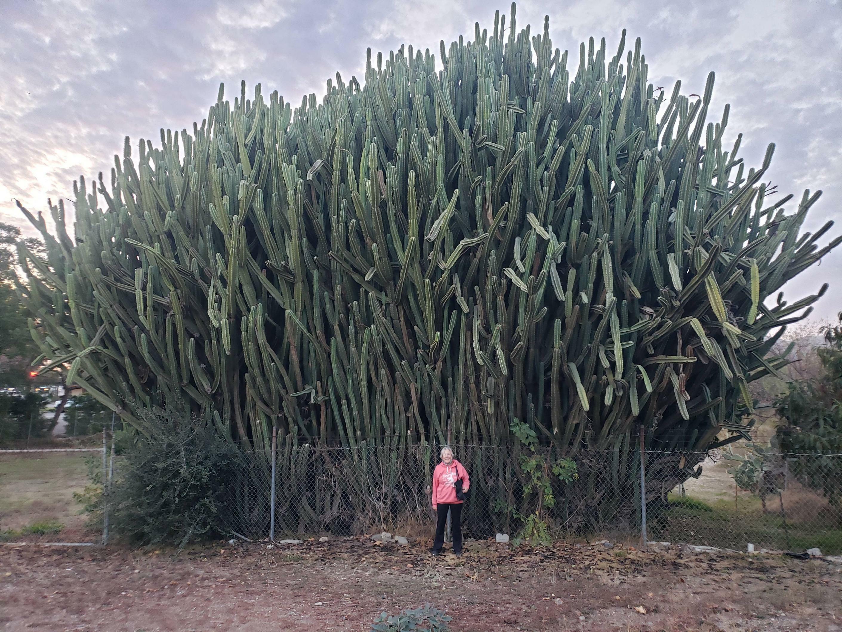 ma mère à côté de ce cactus de taille moyenne. maman pour l'échelle