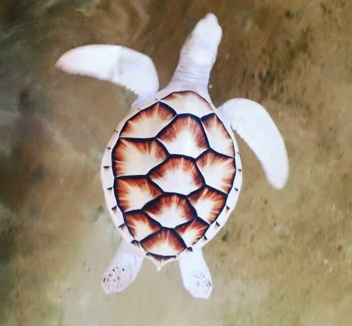 une tortue albinos que j’ai vue pendant mes vacances au sri lanka