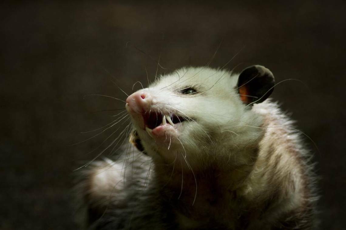 Le malheur d’un opossum