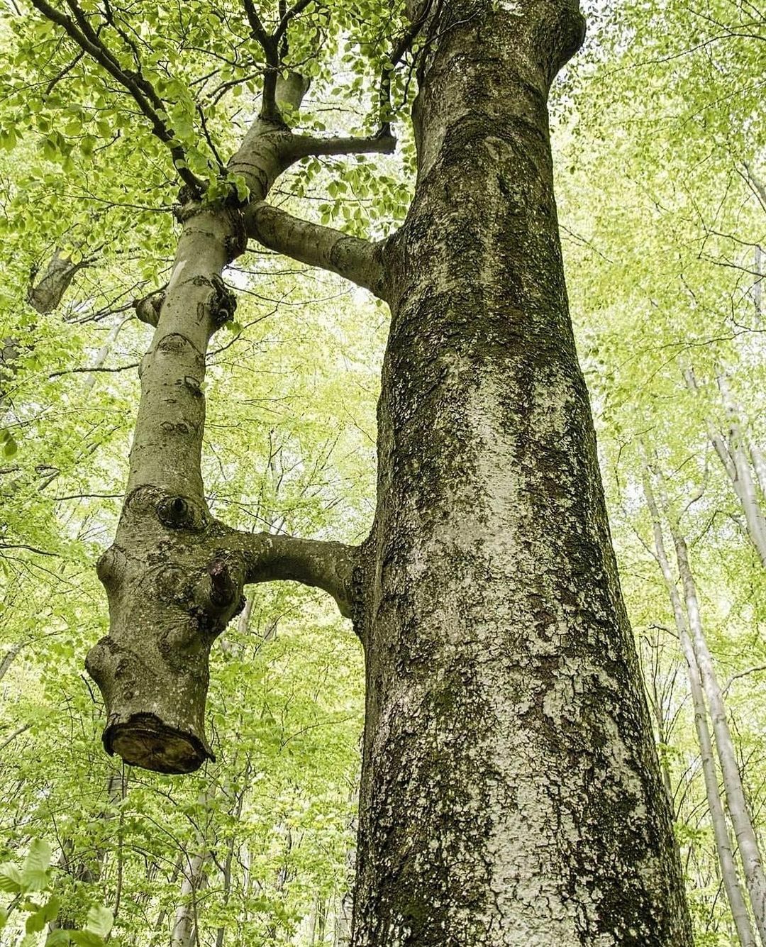 un arbre sauvé par un arbre