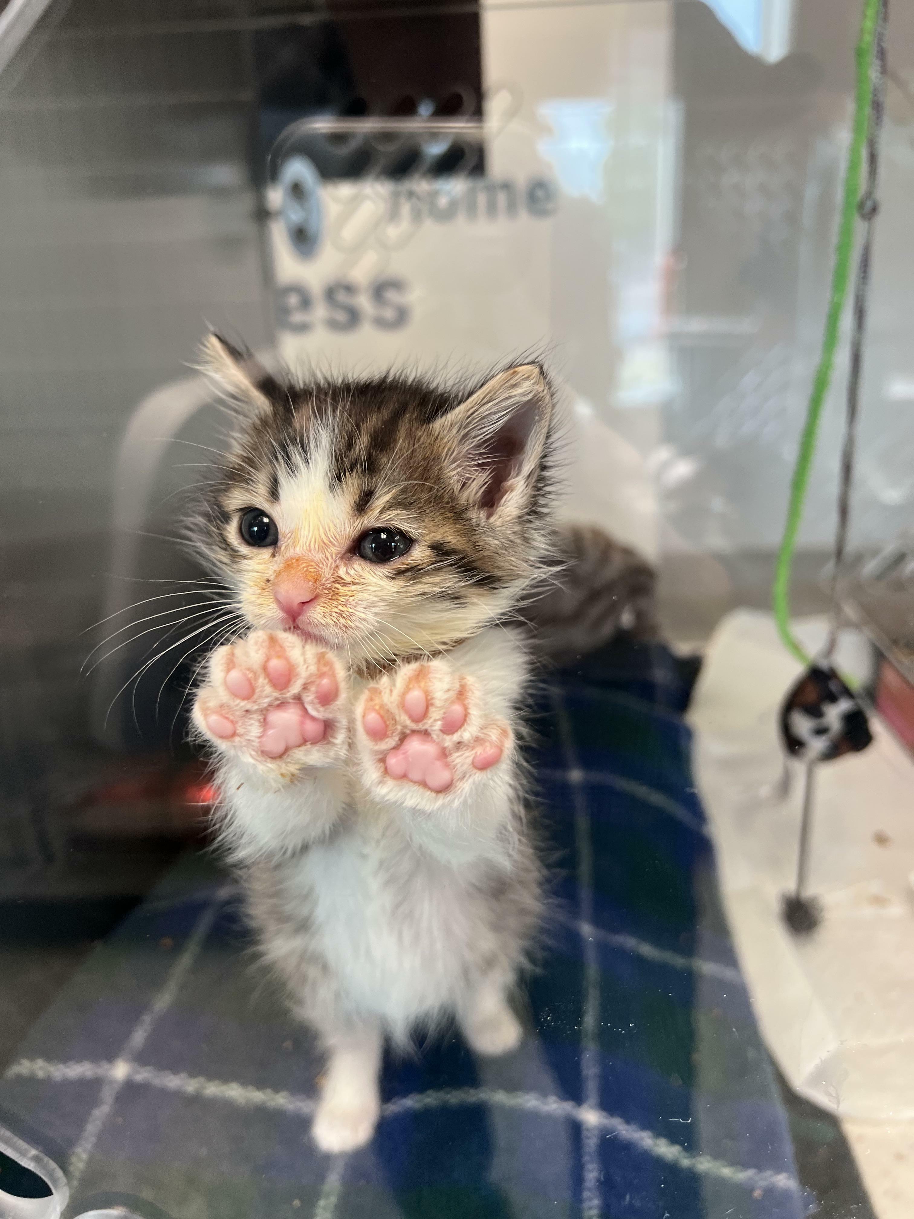 L'un des chatons de notre centre de néonatologie au travail a décidé de montrer ses haricots.