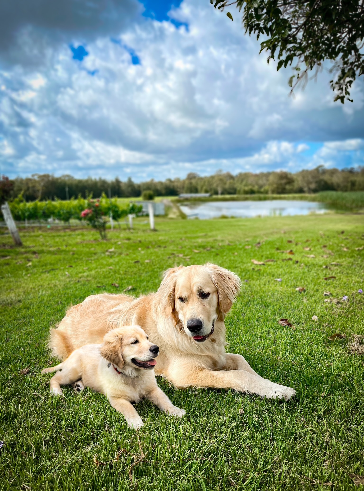 69 photos montrant la comparaison de la croissance des chiens en tant que chiots et en tant qu’adultes dans ces photos combinées que j’ai faites.
