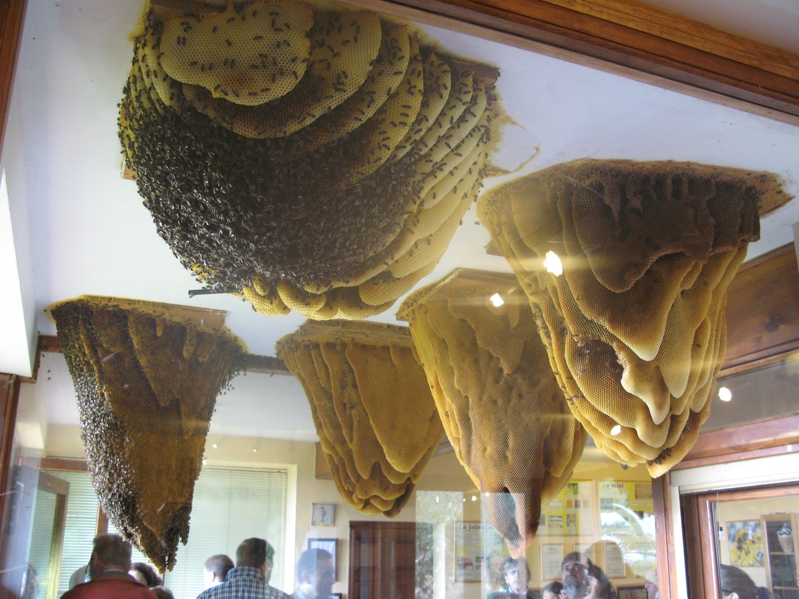 Ruches géantes suspendues au plafond et enfermées dans une vitrine avec accès extérieur à la « maison des abeilles » à poyales del hoyo, espagne.