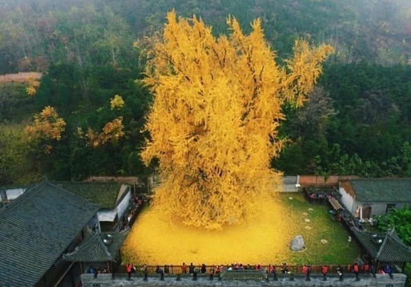 Ginkgo vieux de 1400 ans situé à Xi’an en Chine qui attire chaque année des milliers de personnes de toute la Chine.