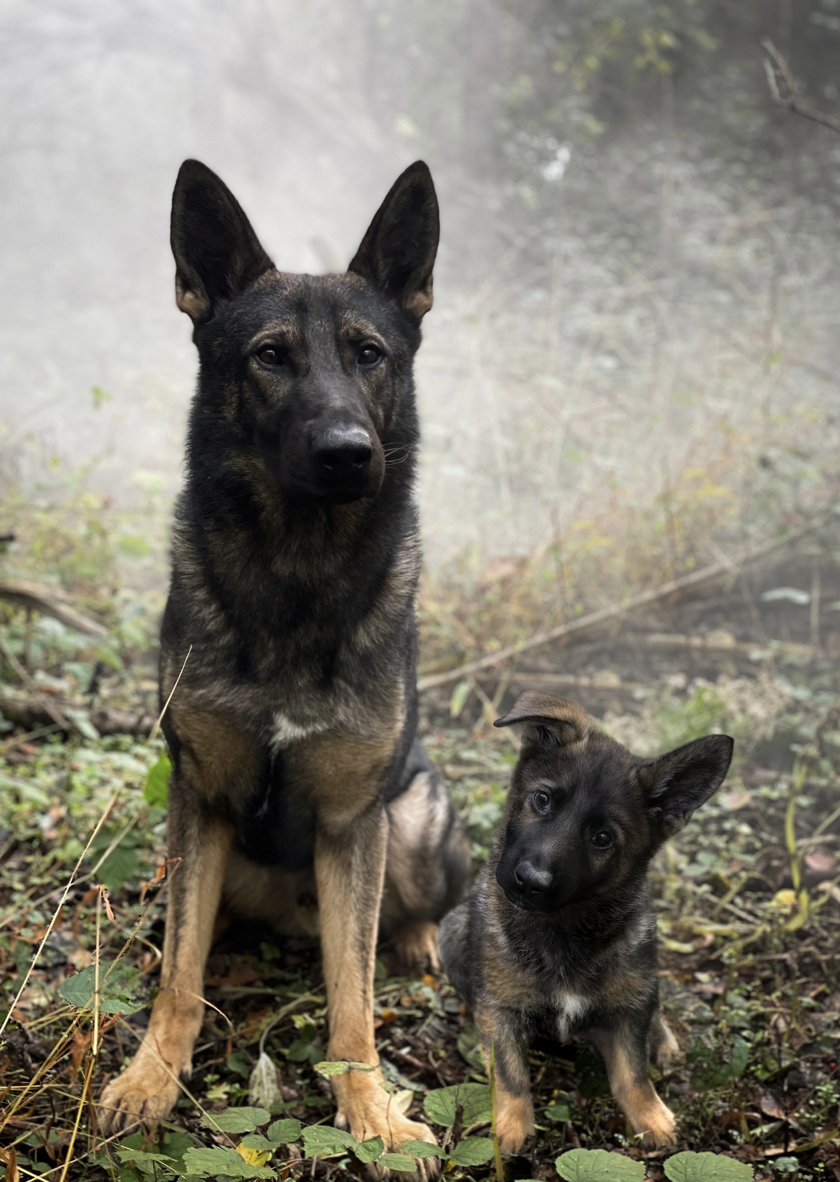 69 photos montrant la comparaison de la croissance des chiens en tant que chiots et en tant qu'adultes dans ces photos combinées que j'ai faites.