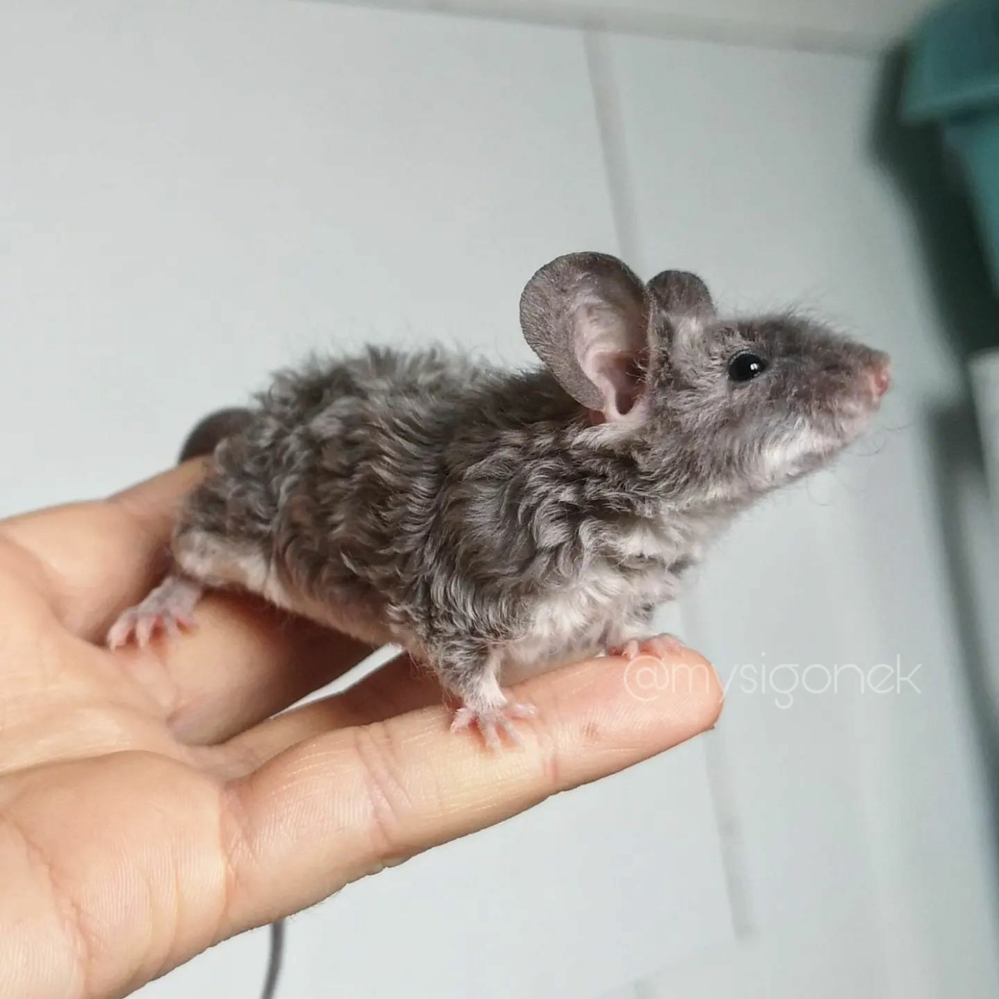 L’éleveur de souris polonaises partage 40 photos de ses souris fantaisistes