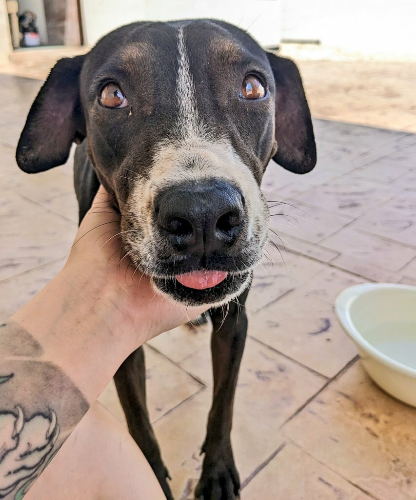 Cette chienne des rues a vécu sur le chantier de construction de notre maison, alors nous l’avons adoptée.