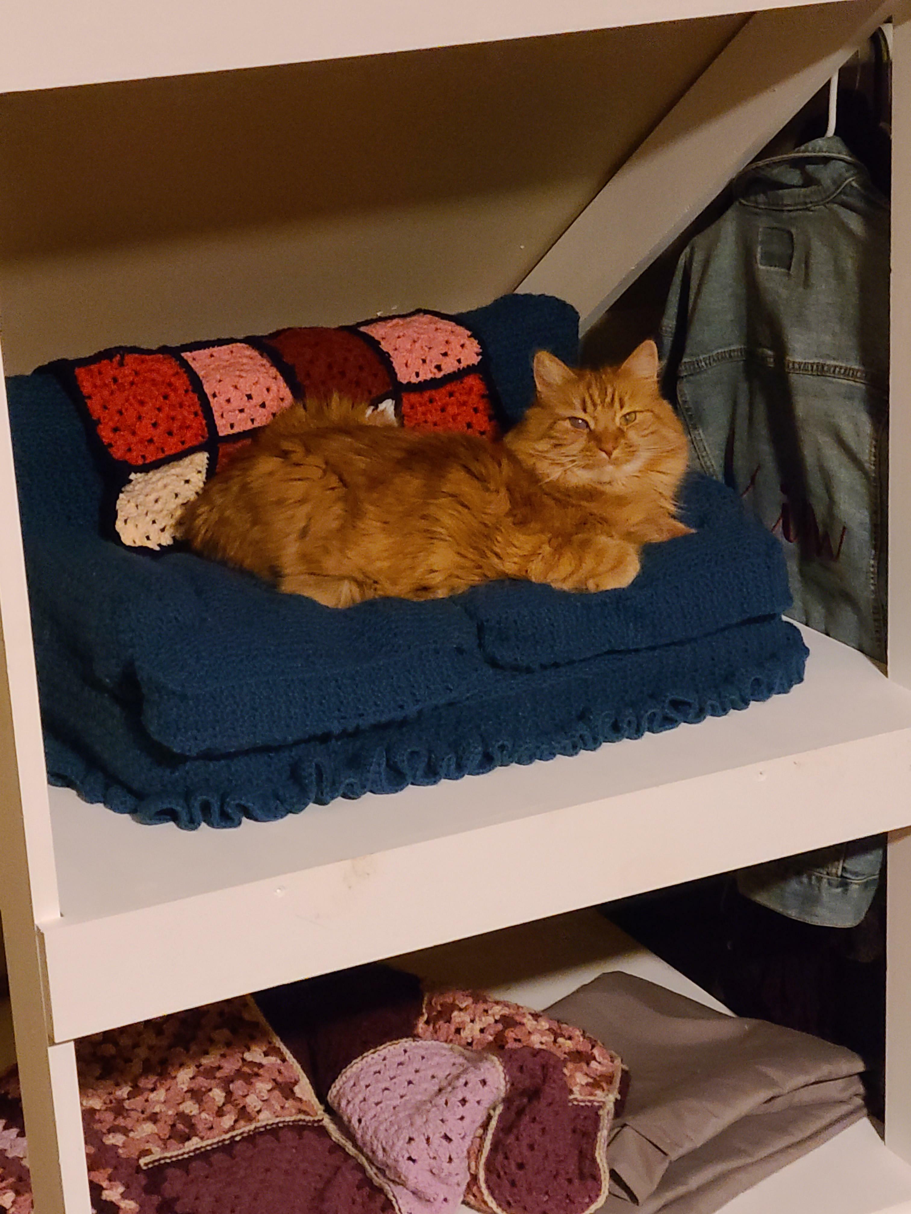 On m'a dit que vous aimeriez tous le canapé pour chat de Stella.