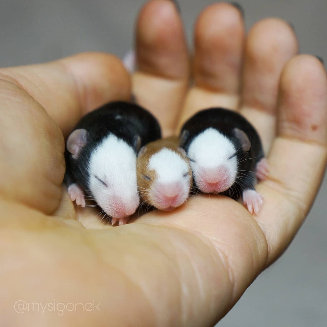 L’éleveur de souris polonaises partage 40 photos de ses souris fantaisistes