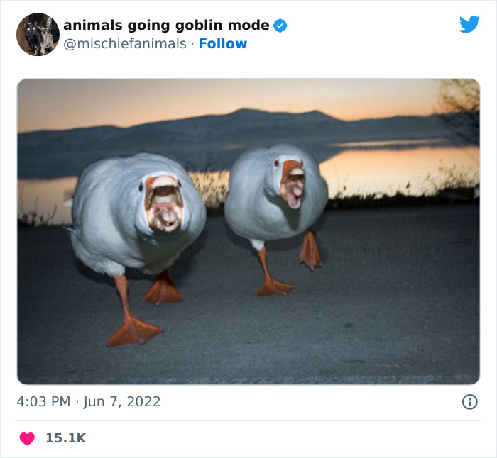 50 fois des animaux ont agi de façon si hilarante qu’ils ont fini par être partagés sur le compte twitter “animals going goblin mode” (nouvelles photos).