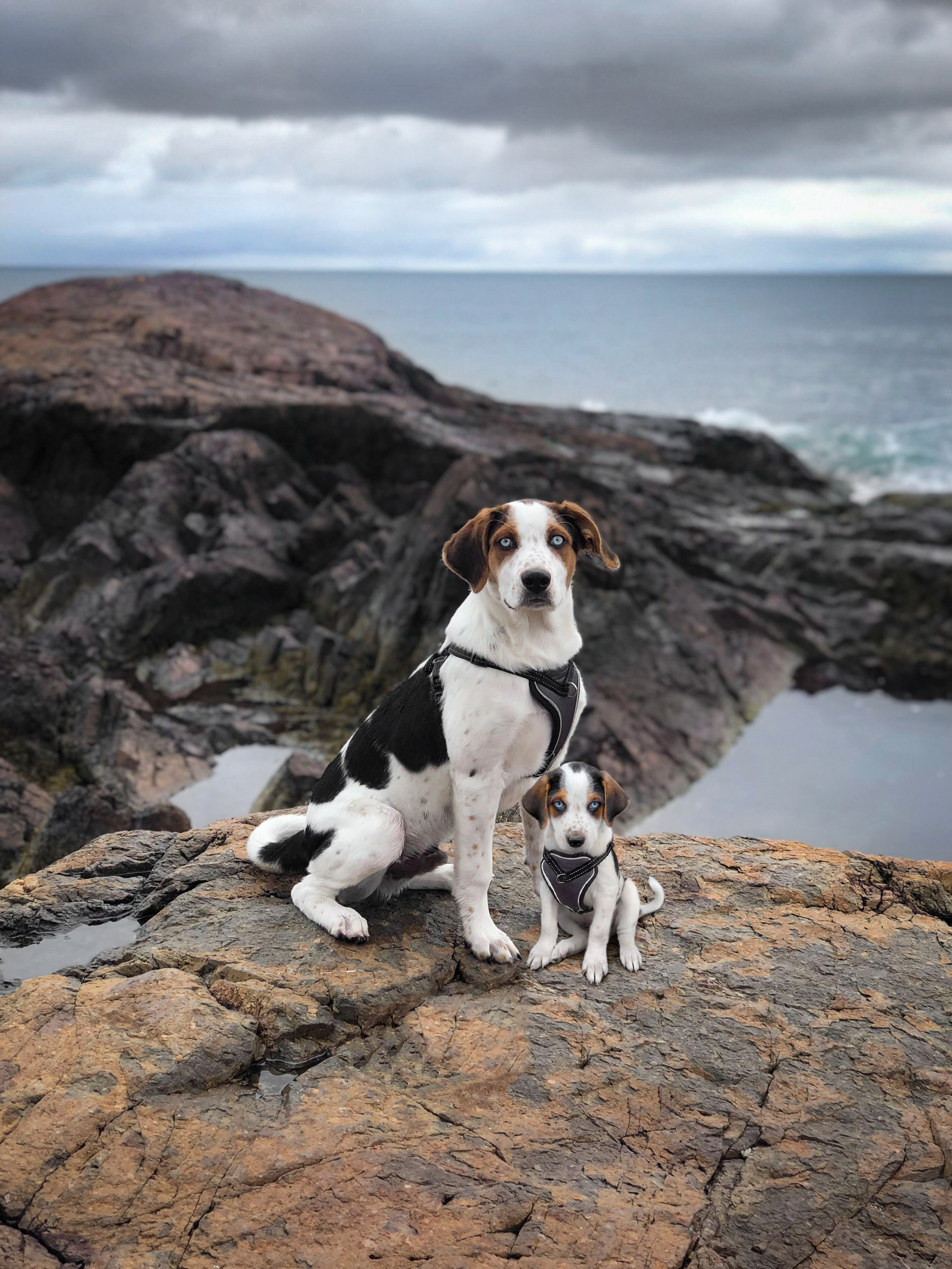 69 photos montrant la comparaison de la croissance des chiens en tant que chiots et en tant qu'adultes dans ces photos combinées que j'ai faites.