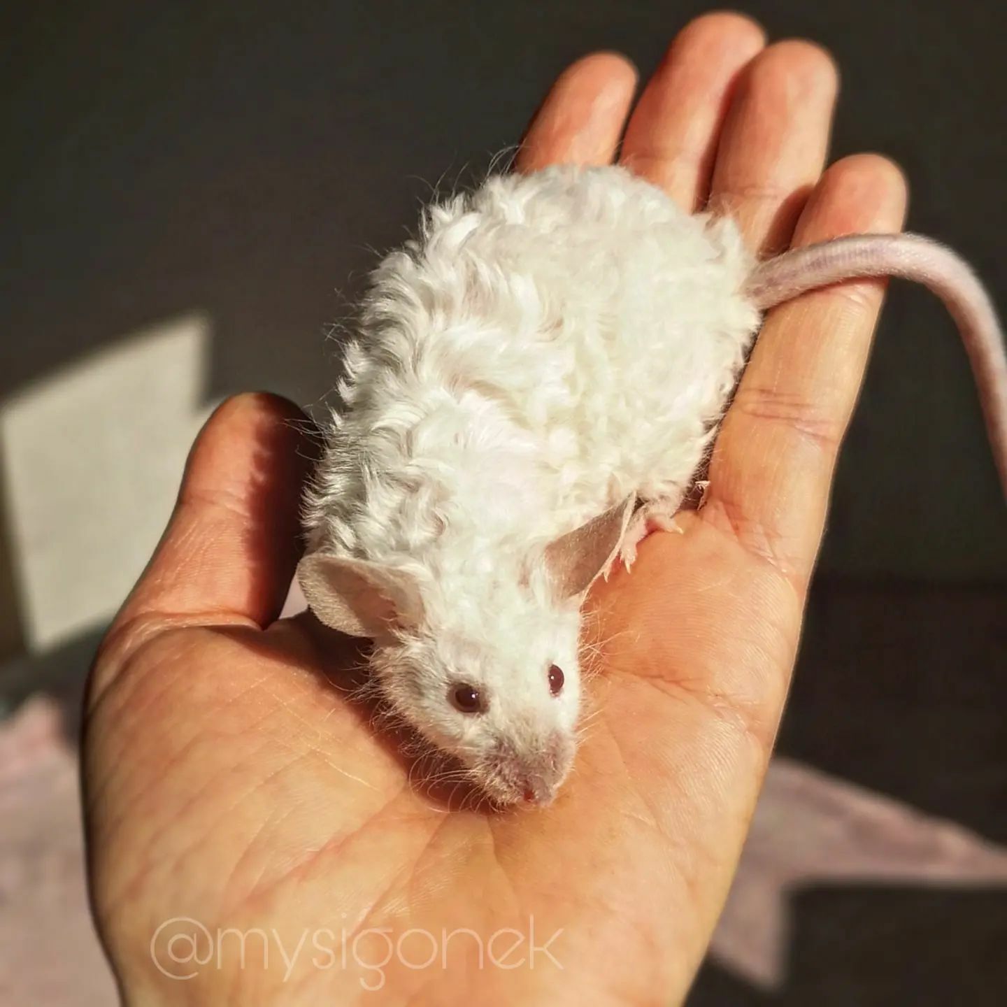 L’éleveur de souris polonaises partage 40 photos de ses souris fantaisistes