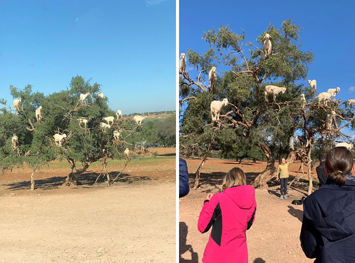 Cet arbre au Maroc est rempli de vraies chèvres qui se tiennent debout dessus.