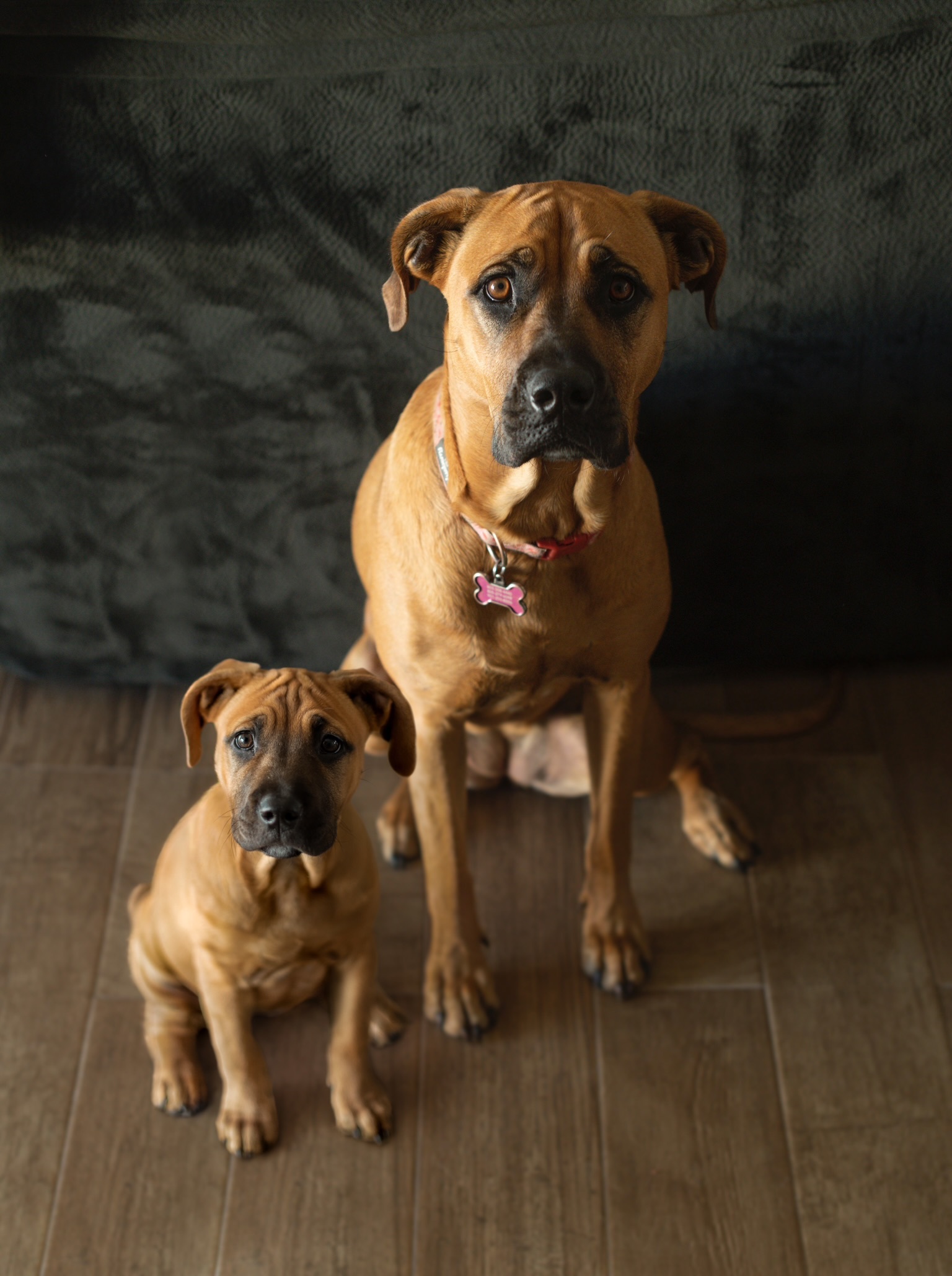 69 photos montrant la comparaison de la croissance des chiens en tant que chiots et en tant qu’adultes dans ces photos combinées que j’ai faites.