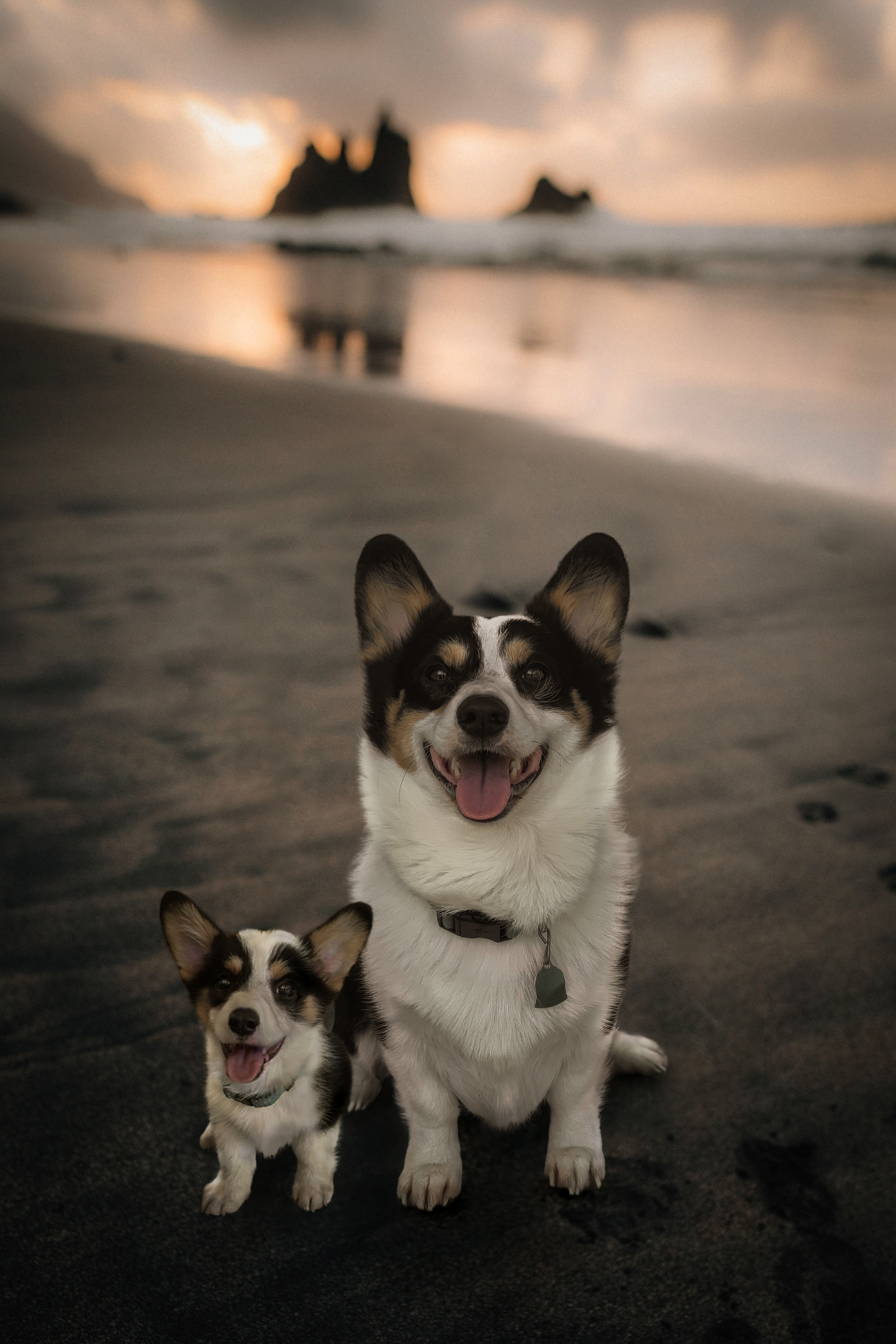 69 photos montrant la comparaison de la croissance des chiens en tant que chiots et en tant qu'adultes dans ces photos combinées que j'ai faites.