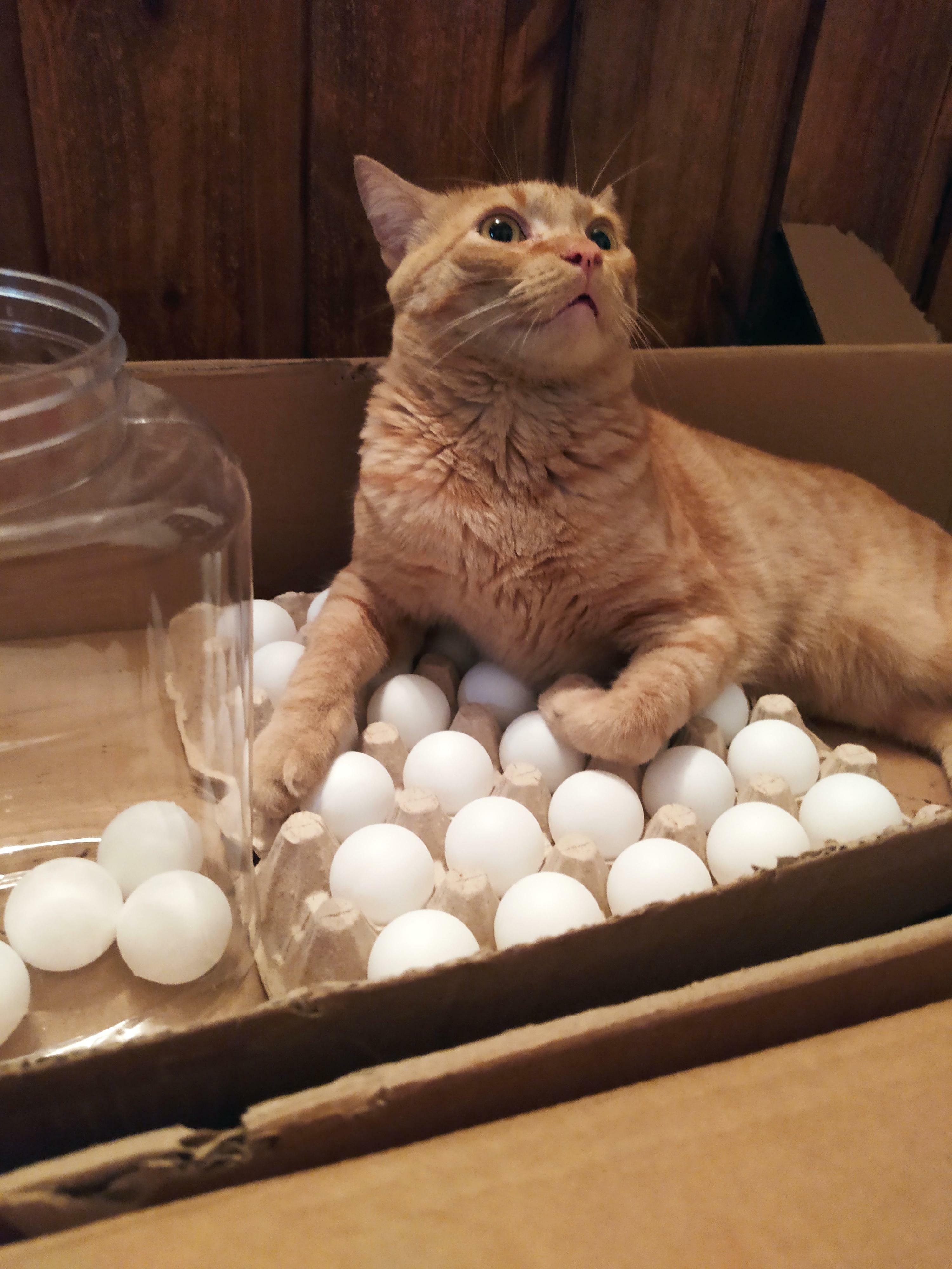 Il essaie toujours de se coucher sur les œufs, alors nous mettons des balles de ping-pong dans la boîte à œufs.