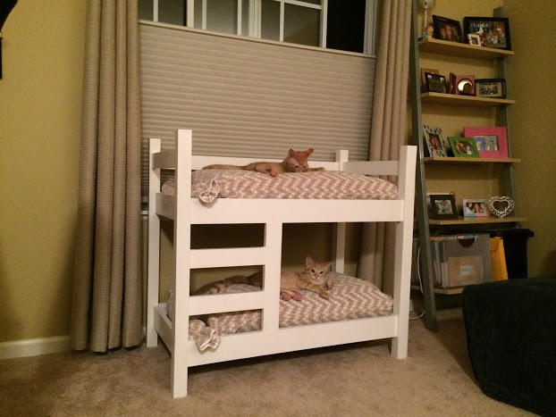 Mon père a construit les lits superposés des chats de ma sœur et ils s’en servent vraiment.