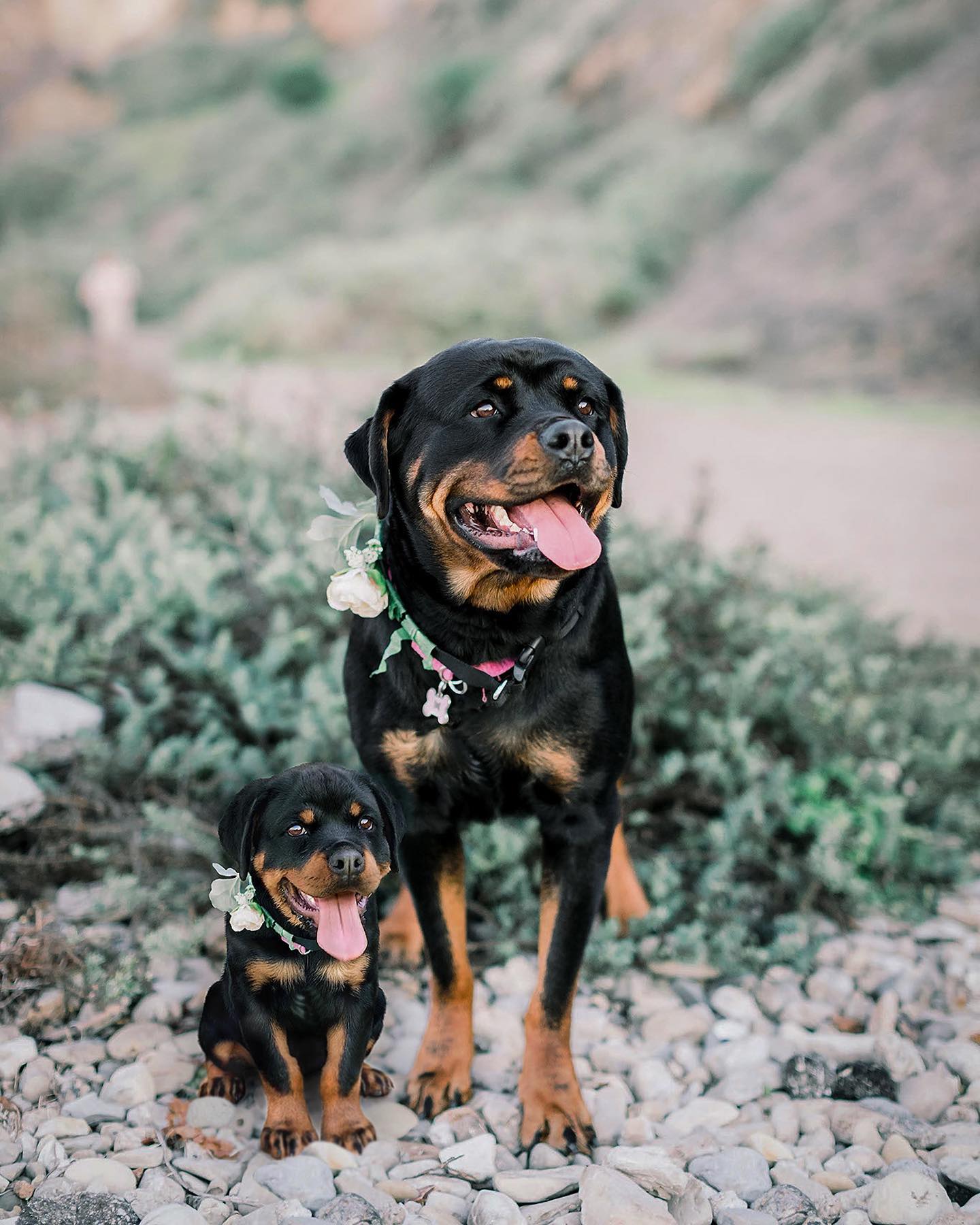 69 photos montrant la comparaison de la croissance des chiens en tant que chiots et en tant qu’adultes dans ces photos combinées que j’ai faites.