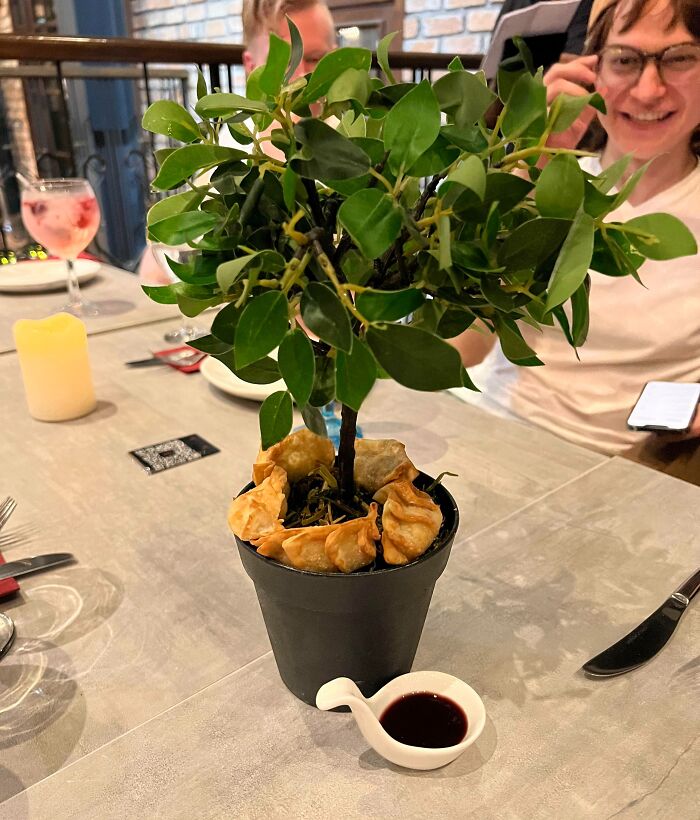 mange des gyoza avec cette plante d’intérieur