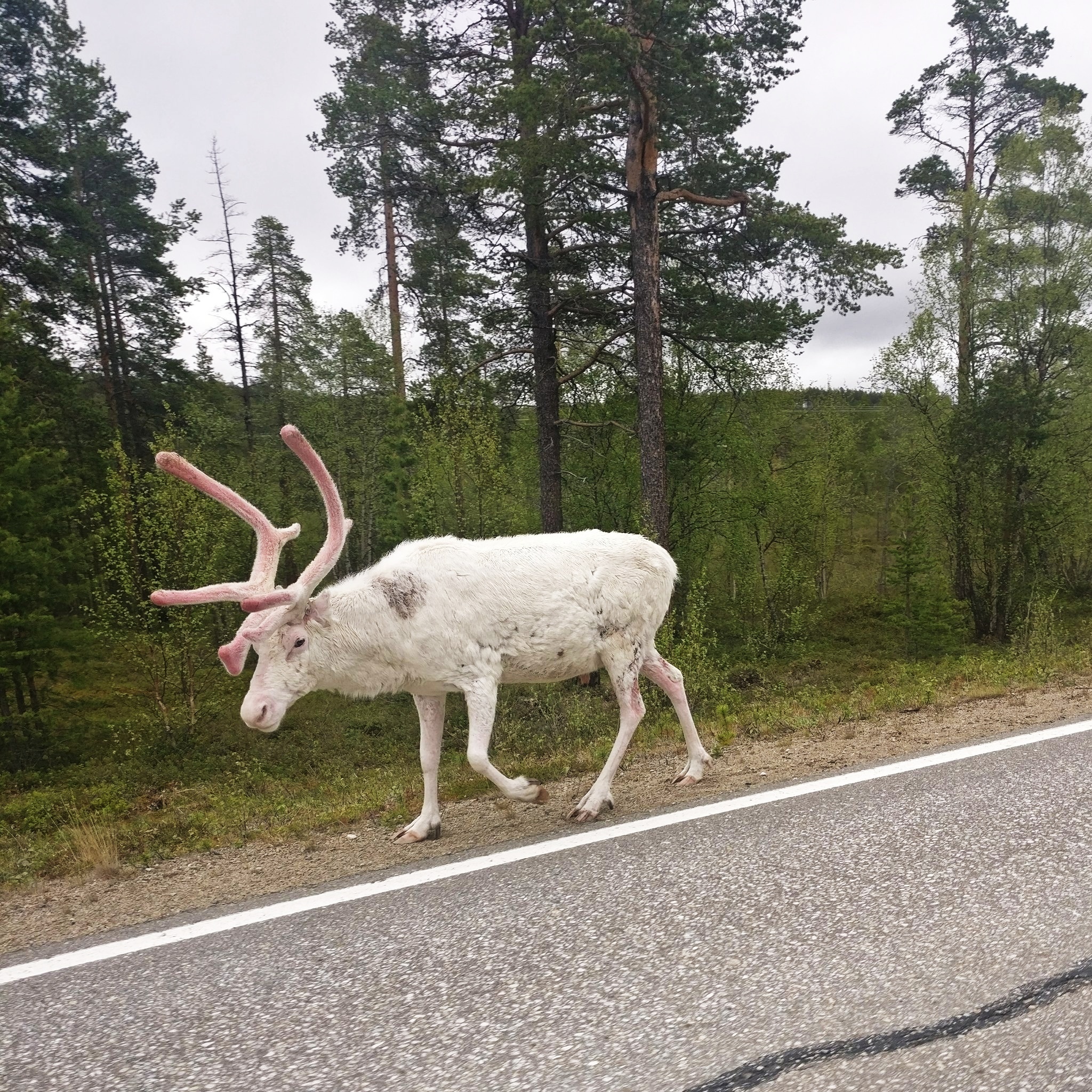 Ce renne albinos que j’ai vu lors d’un voyage en Laponie finlandaise.