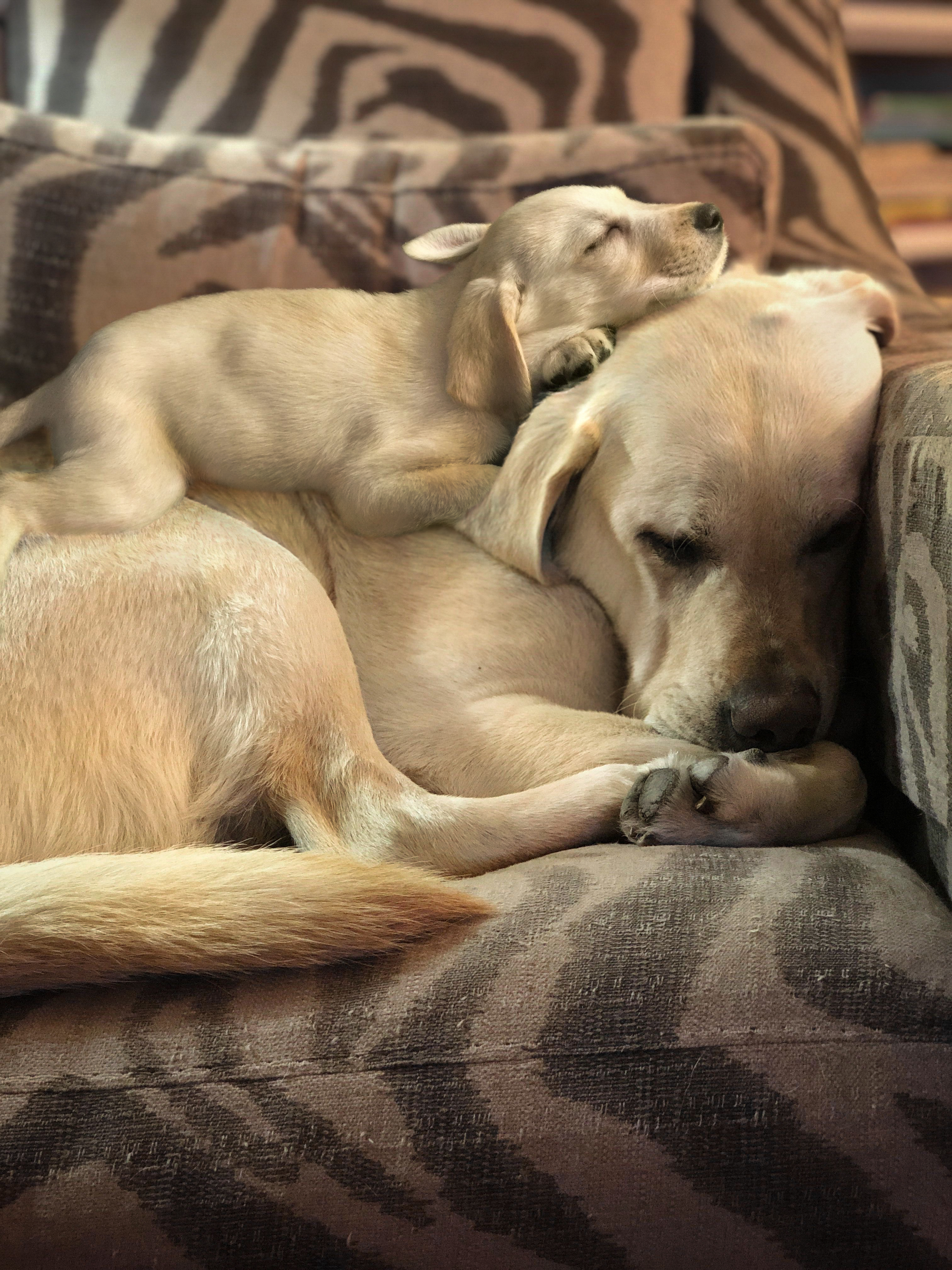 69 photos montrant la comparaison de la croissance des chiens en tant que chiots et en tant qu'adultes dans ces photos combinées que j'ai faites.