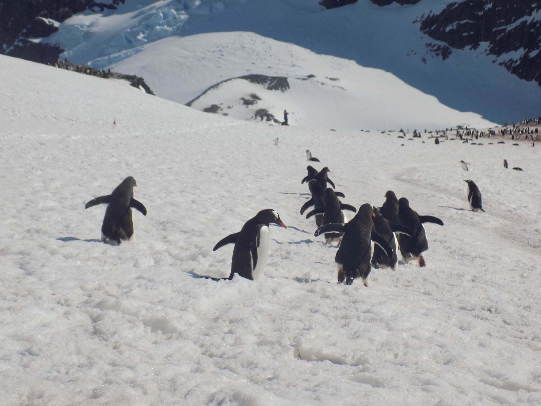 J’ai visité l’Antarctique récemment