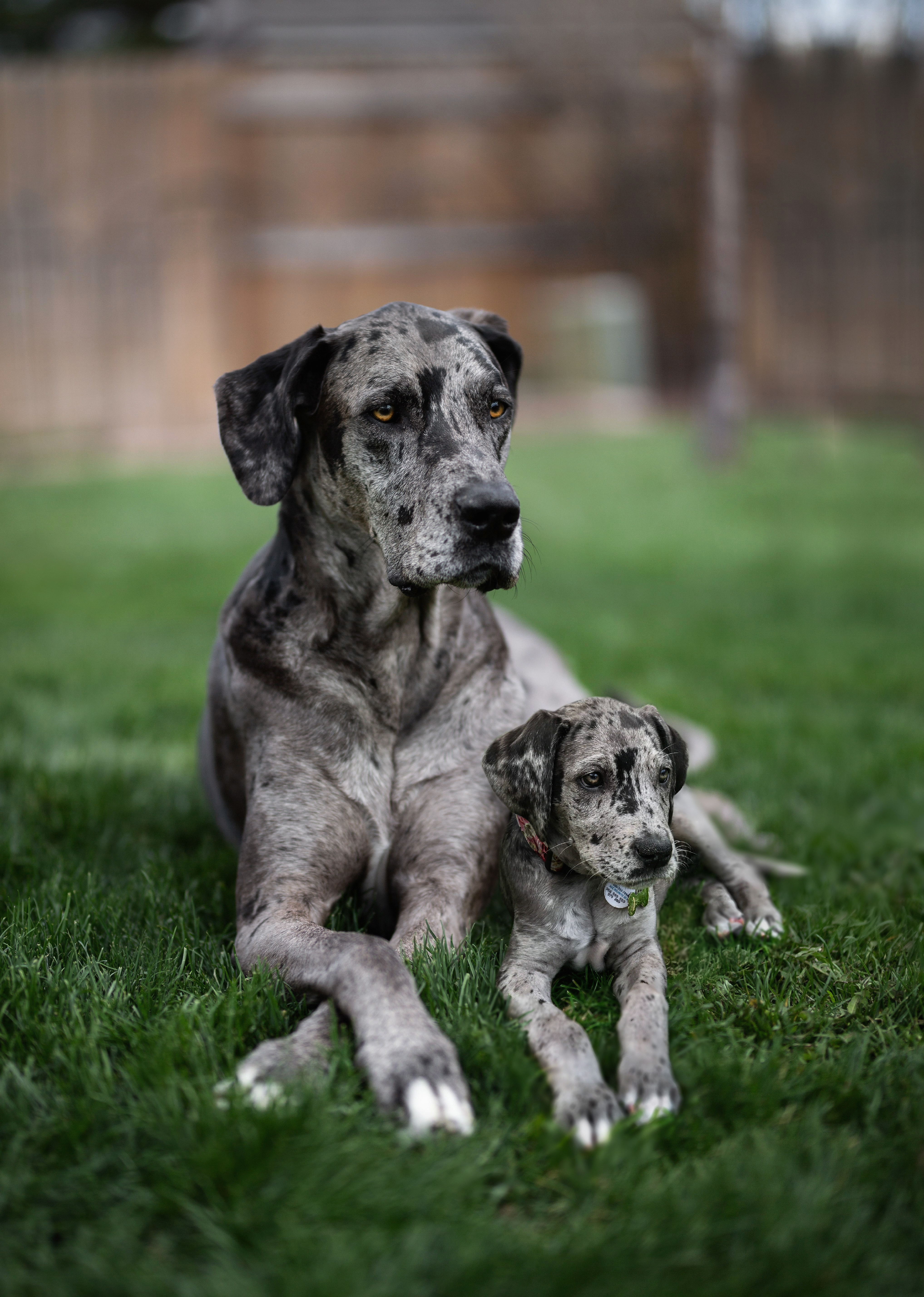 69 photos montrant la comparaison de la croissance des chiens en tant que chiots et en tant qu'adultes dans ces photos combinées que j'ai faites.