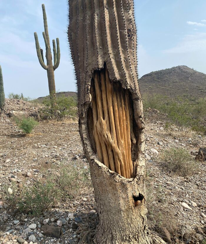 l’intérieur d’un cactus