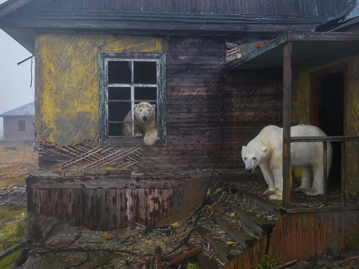 Les ours polaires s’installent dans une station météorologique arctique