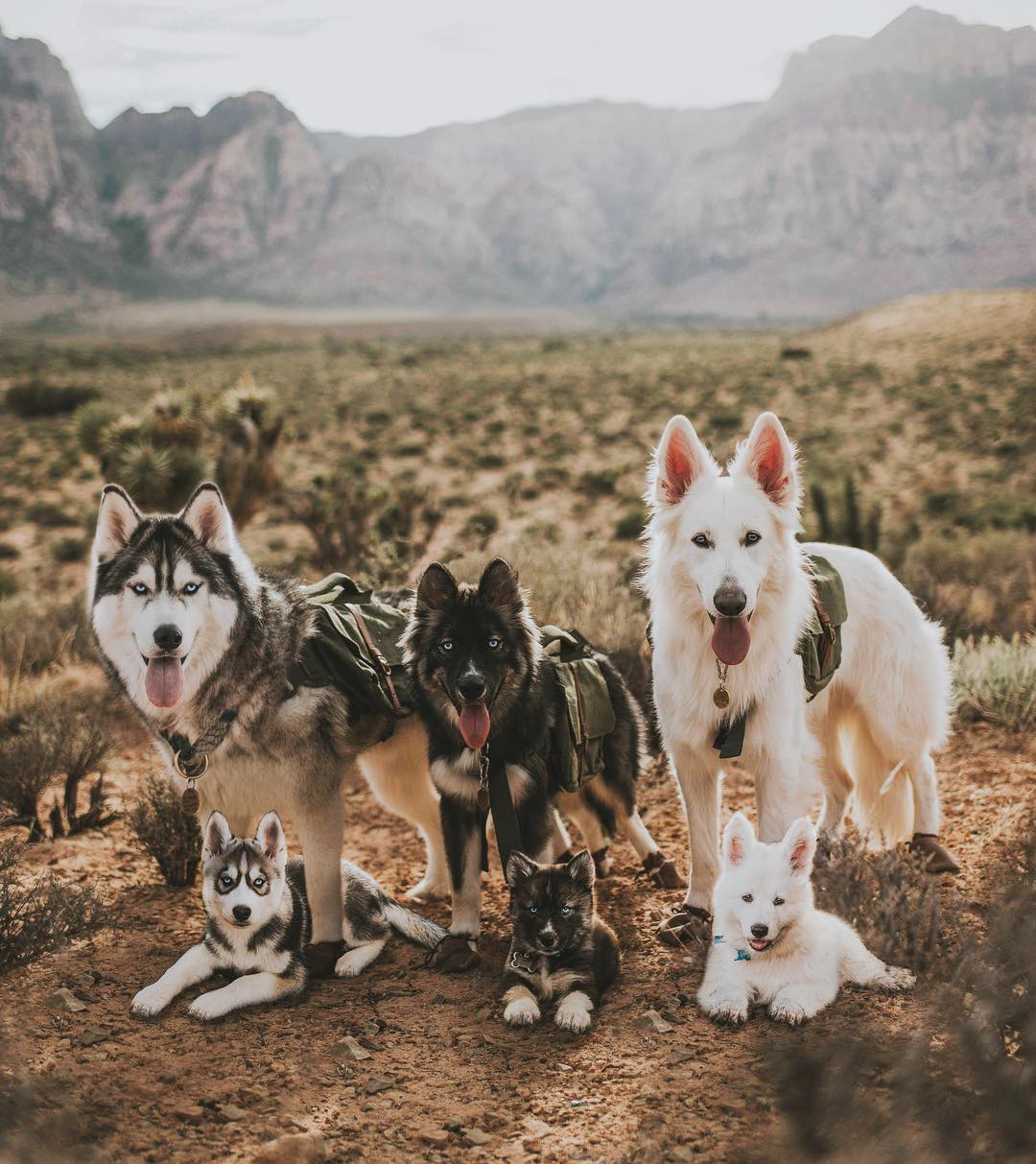 69 photos montrant la comparaison de la croissance des chiens en tant que chiots et en tant qu’adultes dans ces photos combinées que j’ai faites.