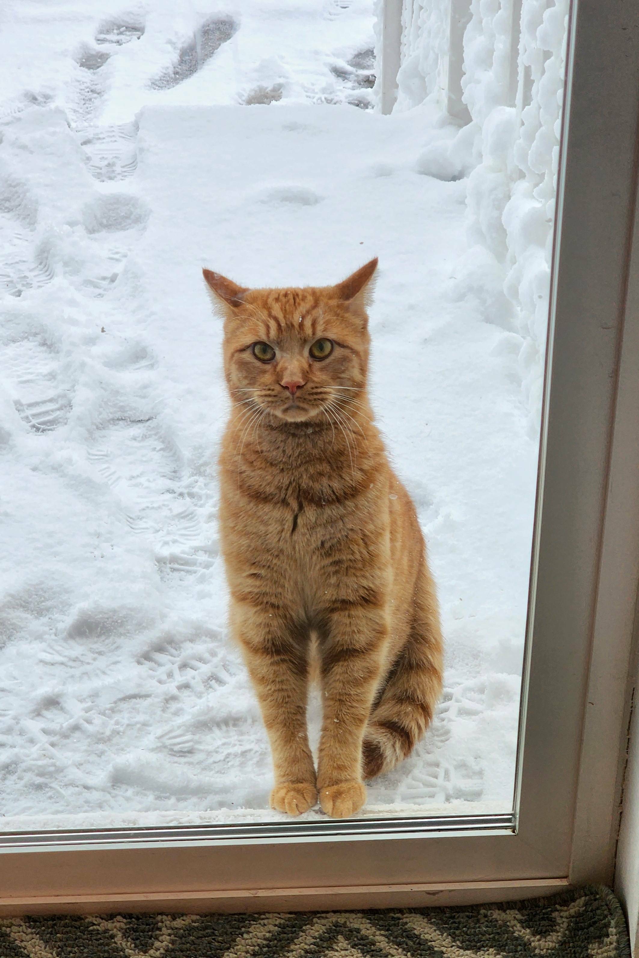 Toby s'est enfui tôt ce matin quand j'ai ouvert la porte pour sortir la poubelle. Il est de retour maintenant, et il a beaucoup de remords.