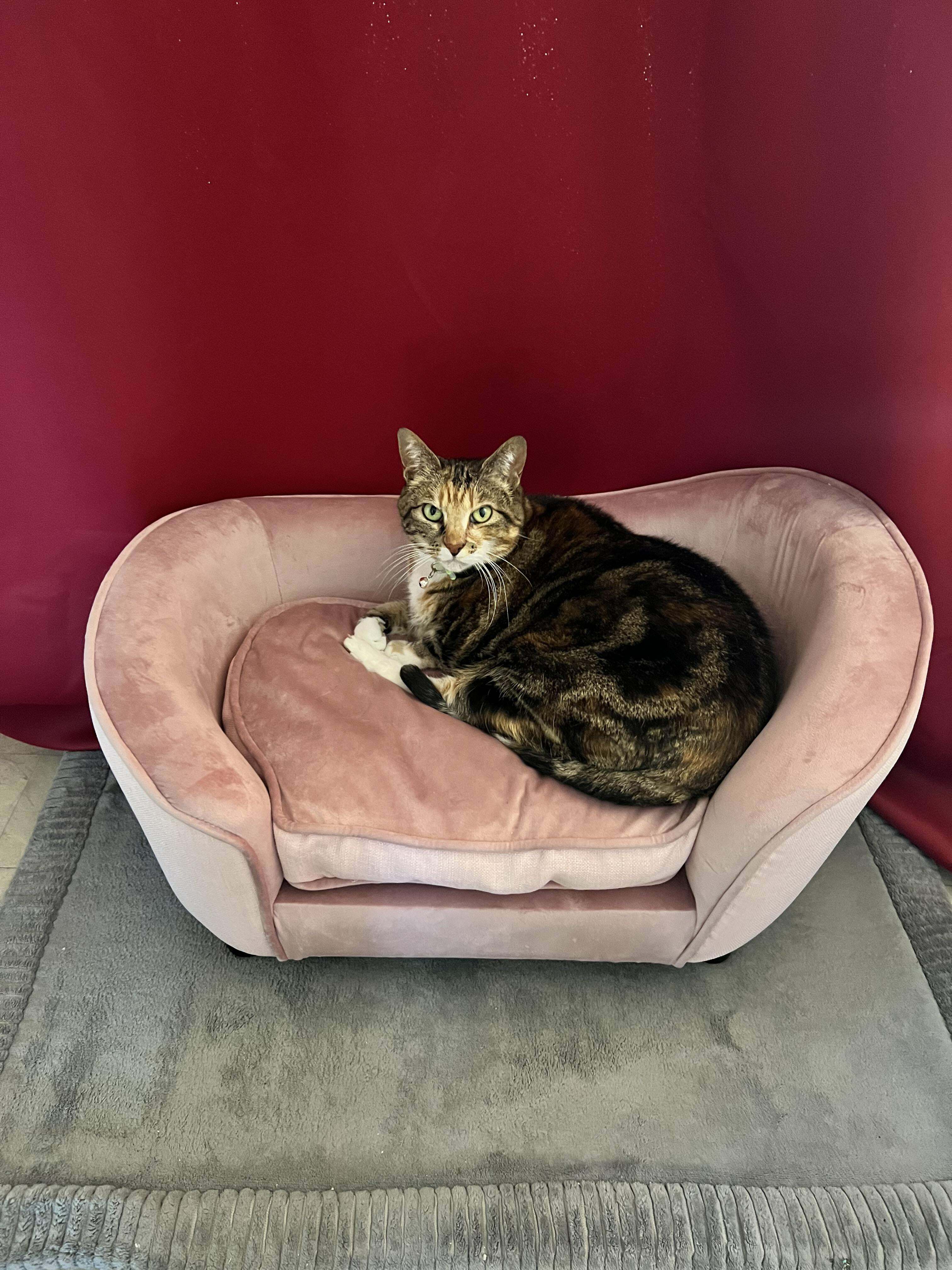 Lucy la reine approuve son nouveau canapé rose