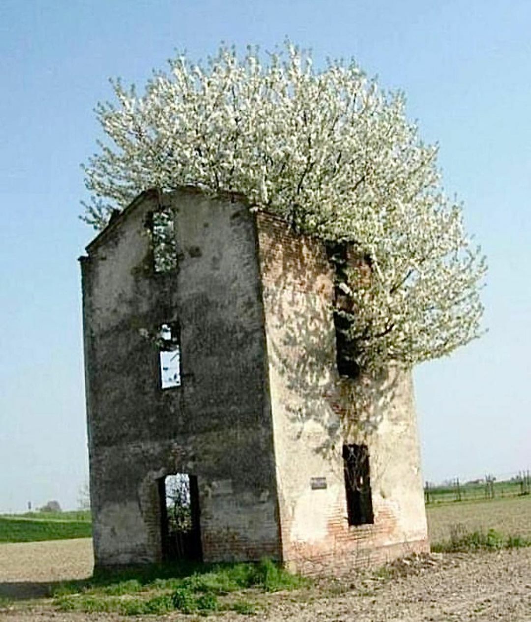 abandonne. laisse la nature prendre le dessus