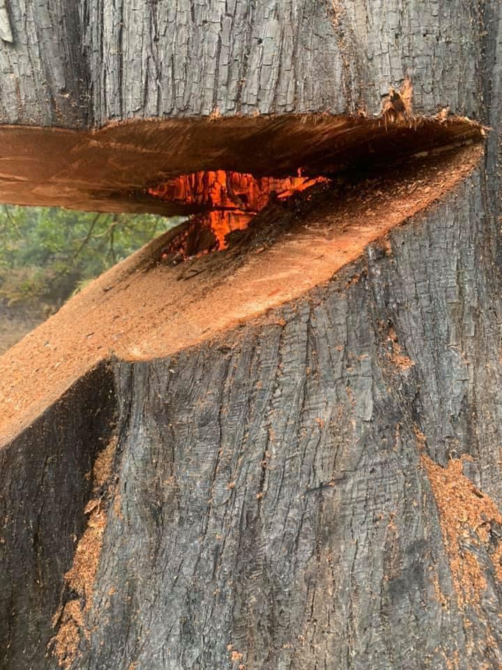Voici un arbre qui brûle de l’intérieur dans l’Oregon, aux États-Unis. Ne te laisse pas tromper par la pluie.