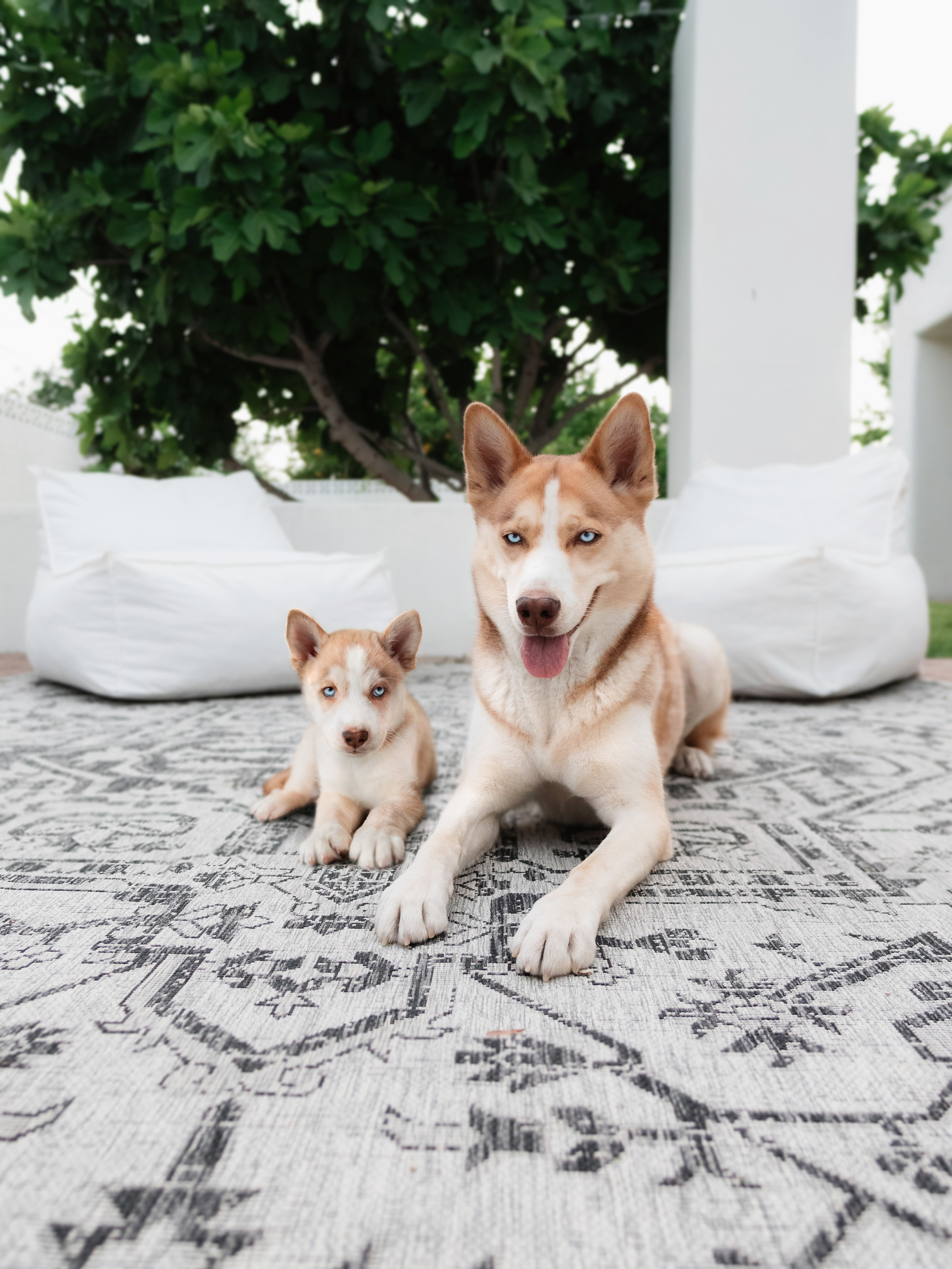 69 photos montrant la comparaison de la croissance des chiens en tant que chiots et en tant qu'adultes dans ces photos combinées que j'ai faites.