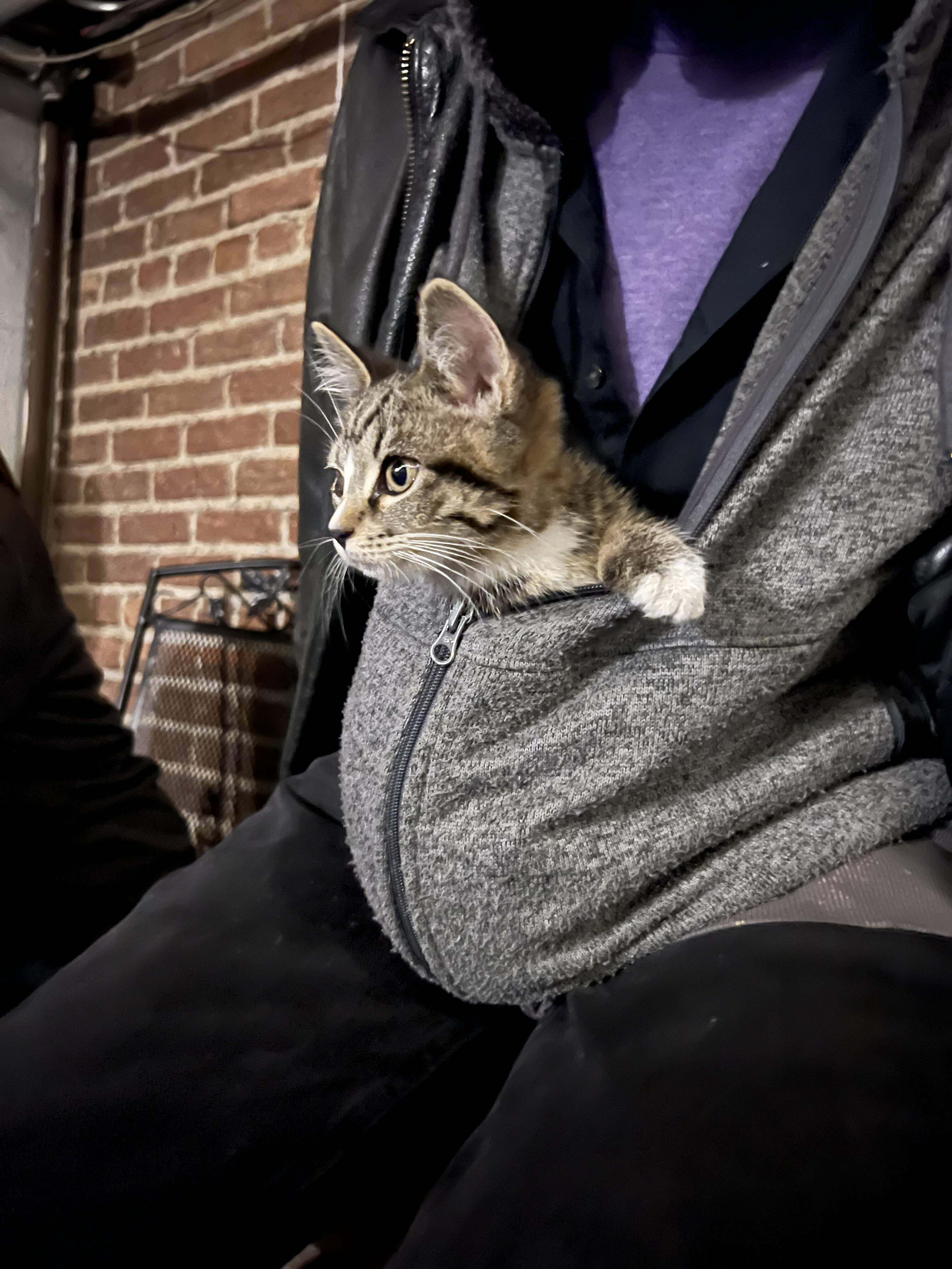 Un chaton s'est mis à courir vers moi hier soir dans un bar à terrasse du centre-ville.