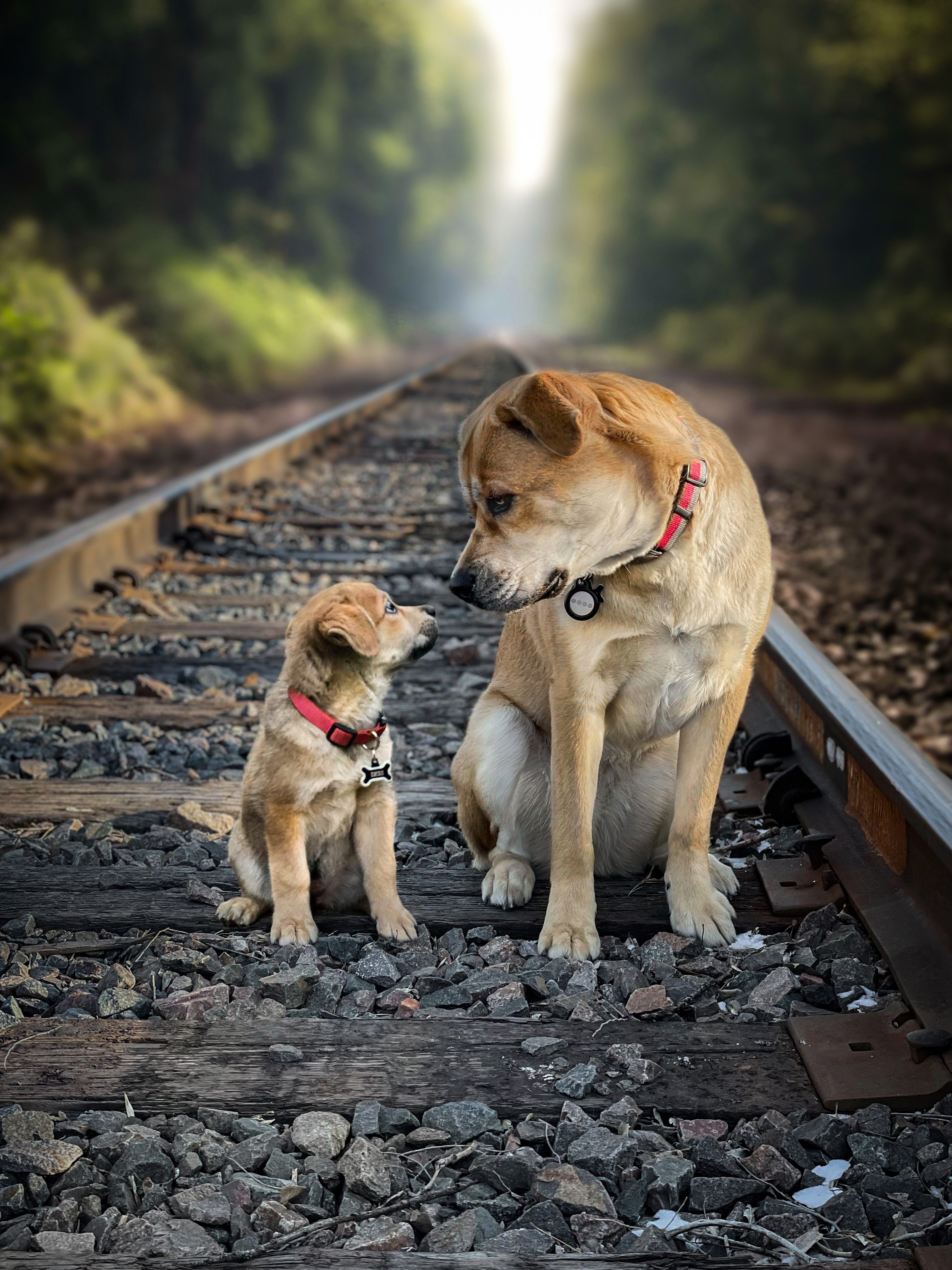 69 photos montrant la comparaison de la croissance des chiens en tant que chiots et en tant qu'adultes dans ces photos combinées que j'ai faites.