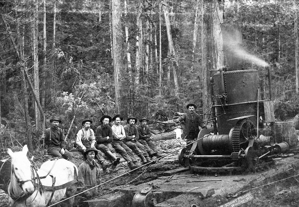 une équipe de triage avec un moteur d’âne utilisé pour le triage ou le rassemblement des grumes après qu’elles ont été coupées. quelque part au fond des bois de washington – 1900