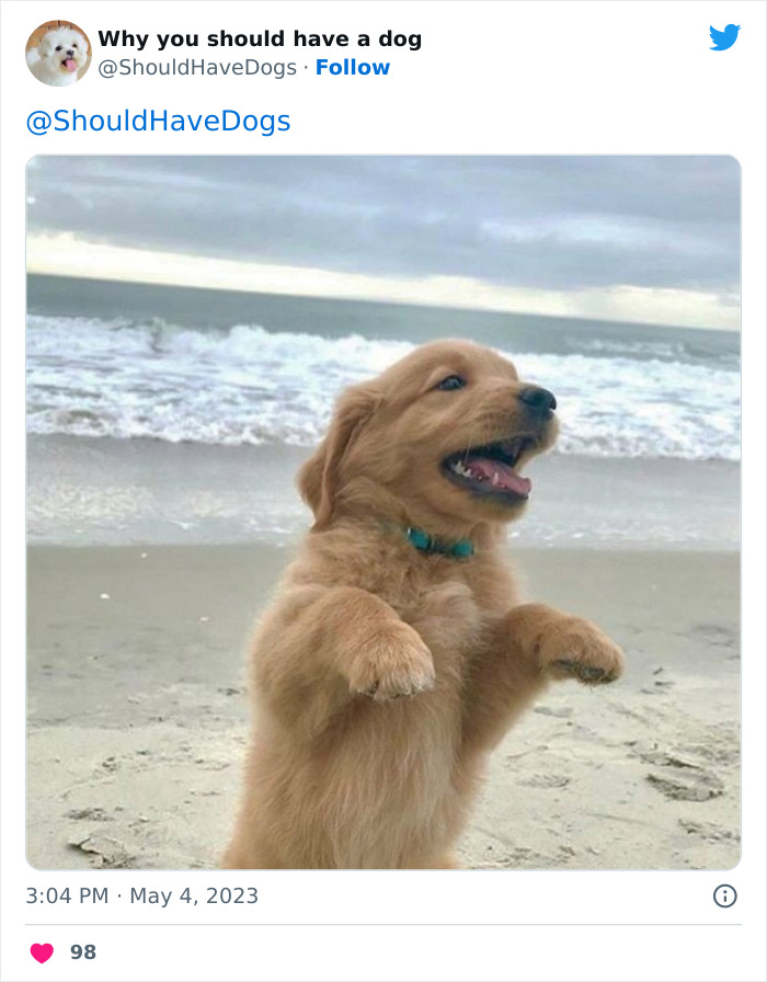 Ce compte twitter partage des photos qui montrent que ta vie n’est jamais ennuyeuse quand tu as un chien (50 pics).