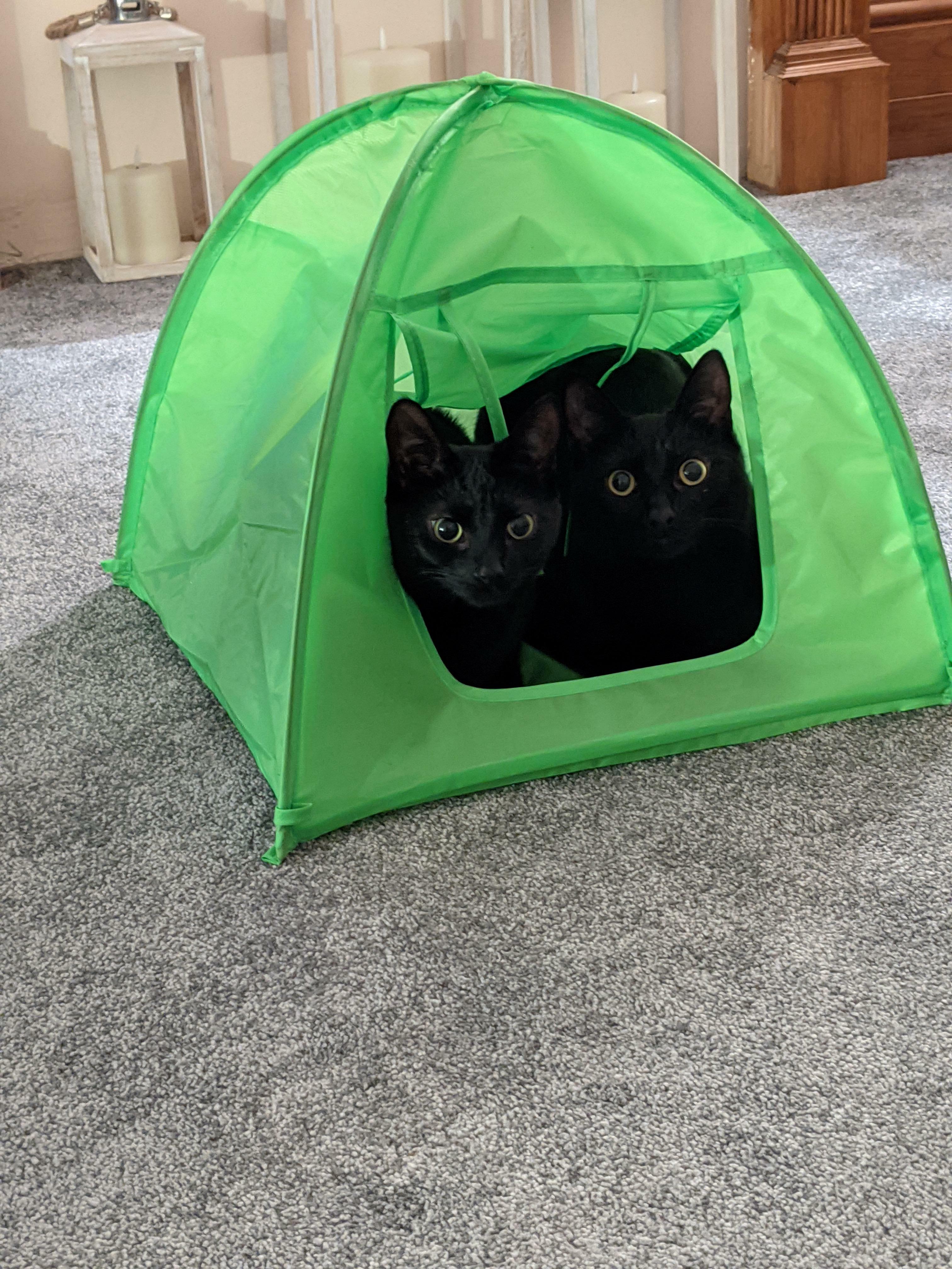 J'ai acheté une tente aux chats. C'est probablement la meilleure chose à faire en 2020.