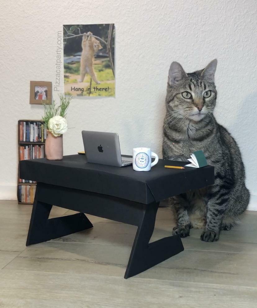 J’ai fait un bureau à domicile pour mon chat