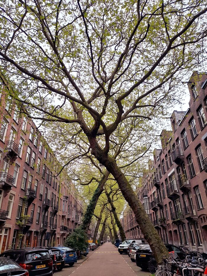 la façon dont ces arbres ont poussé dans une rue d’amsterdam
